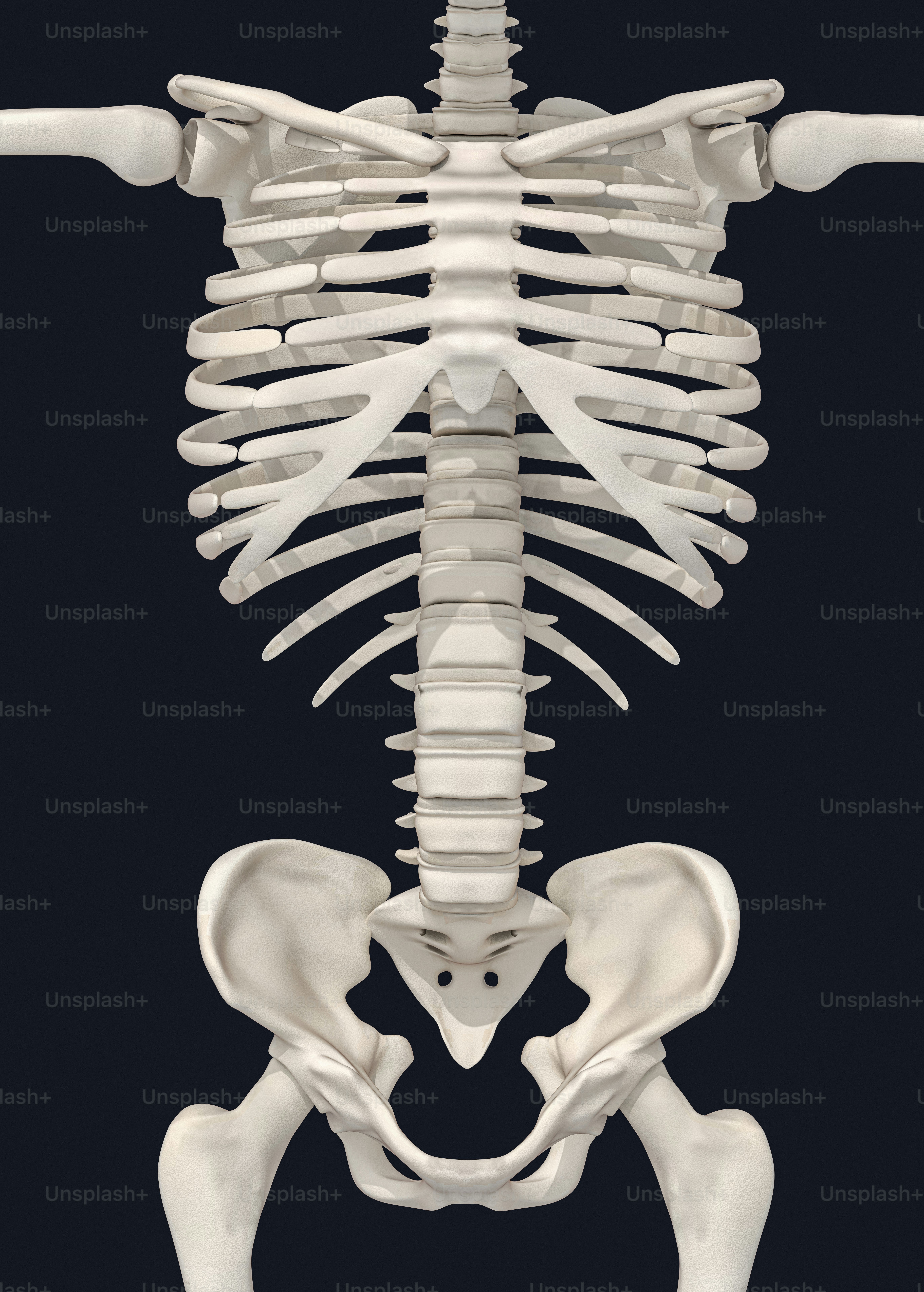 The skeleton of a human is shown in this image