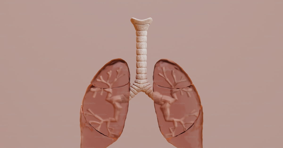 Uma imagem de um pulmão humano com os pulmões expostos foto – Imagem ...