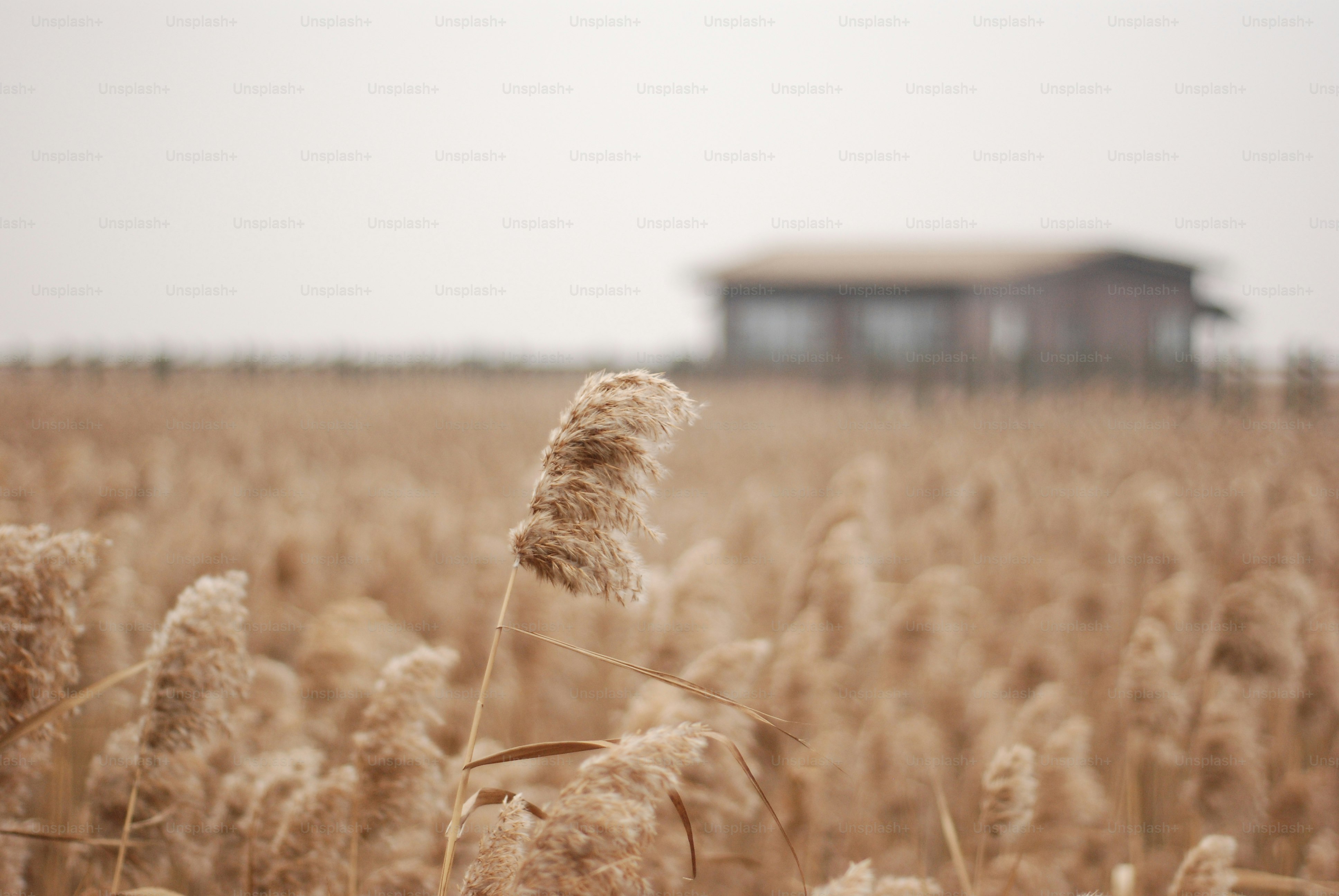 A field of wheat with a house in the background
