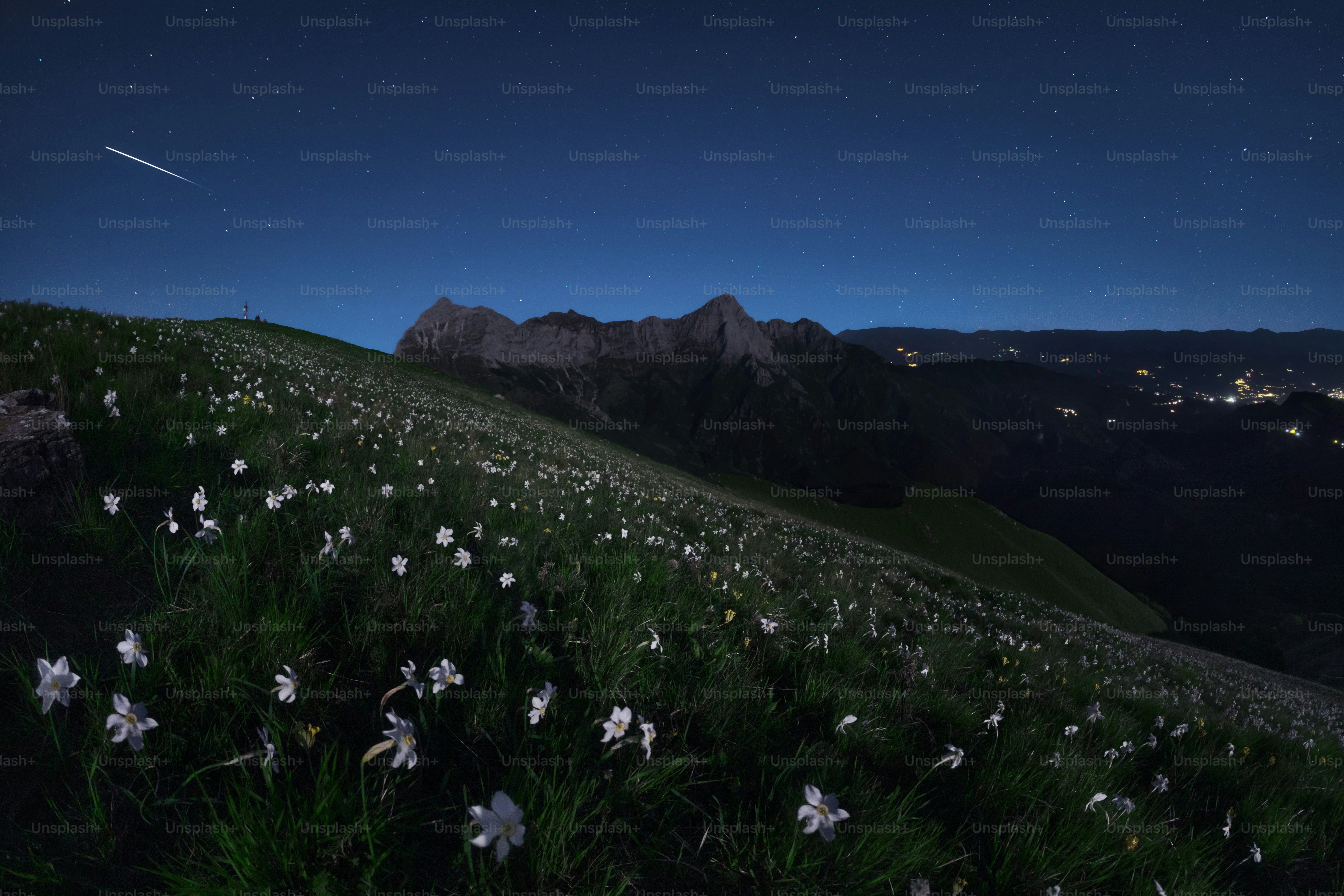 Ein Blumenfeld auf einem Hügel bei Nacht