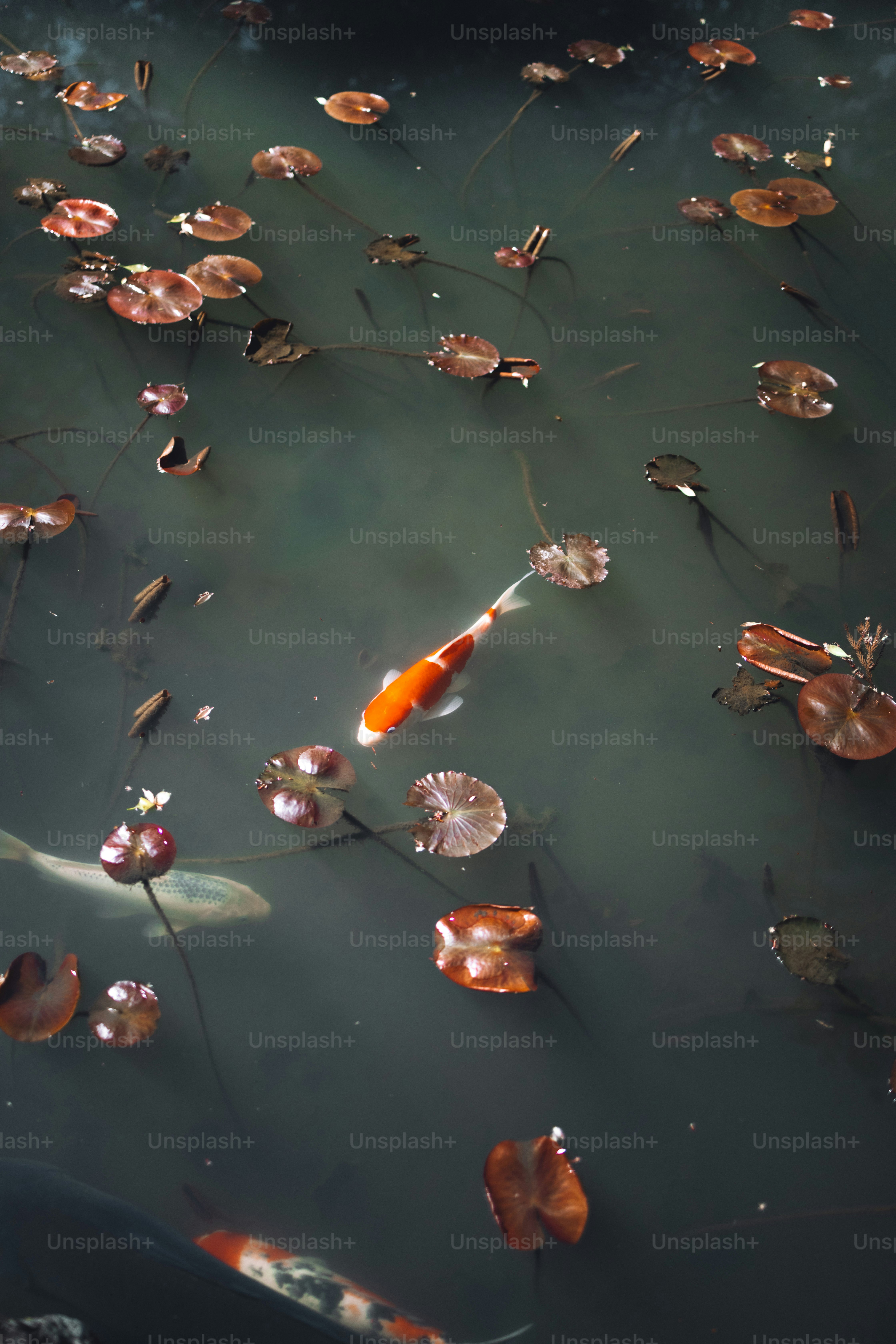 Un grupo de peces nadando en un estanque