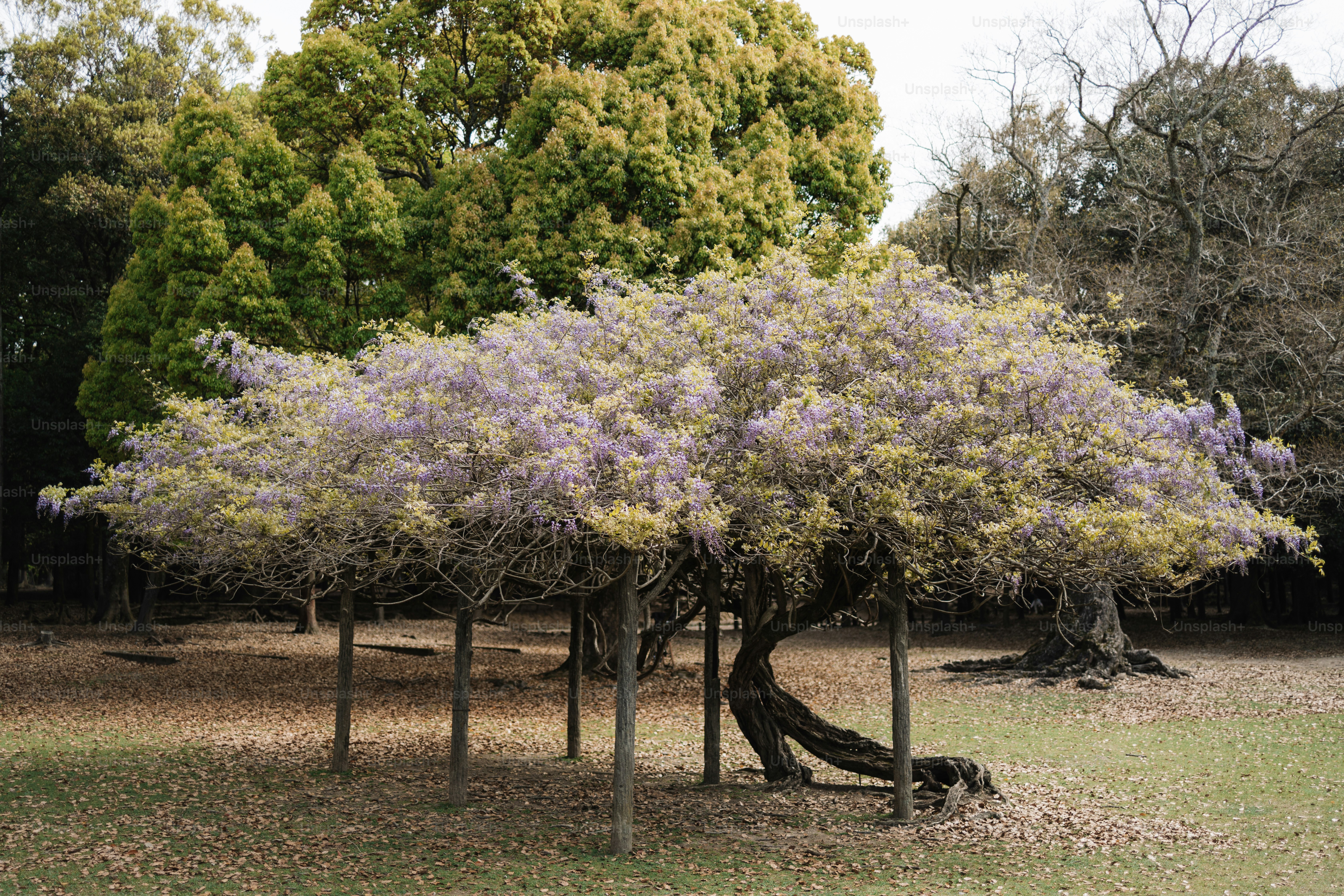 A group of trees that are in the grass