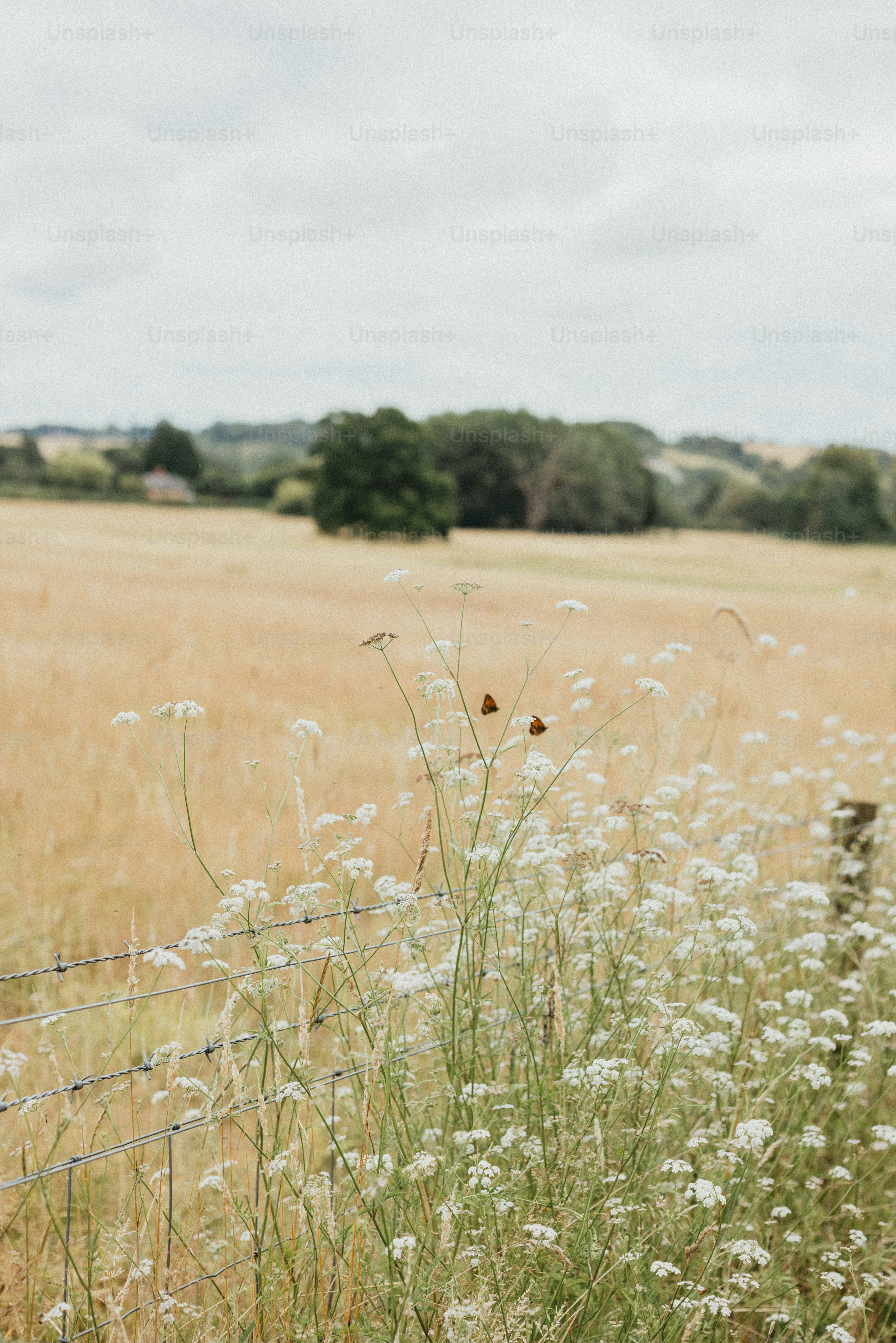 Um campo com uma cerca e flores em primeiro plano