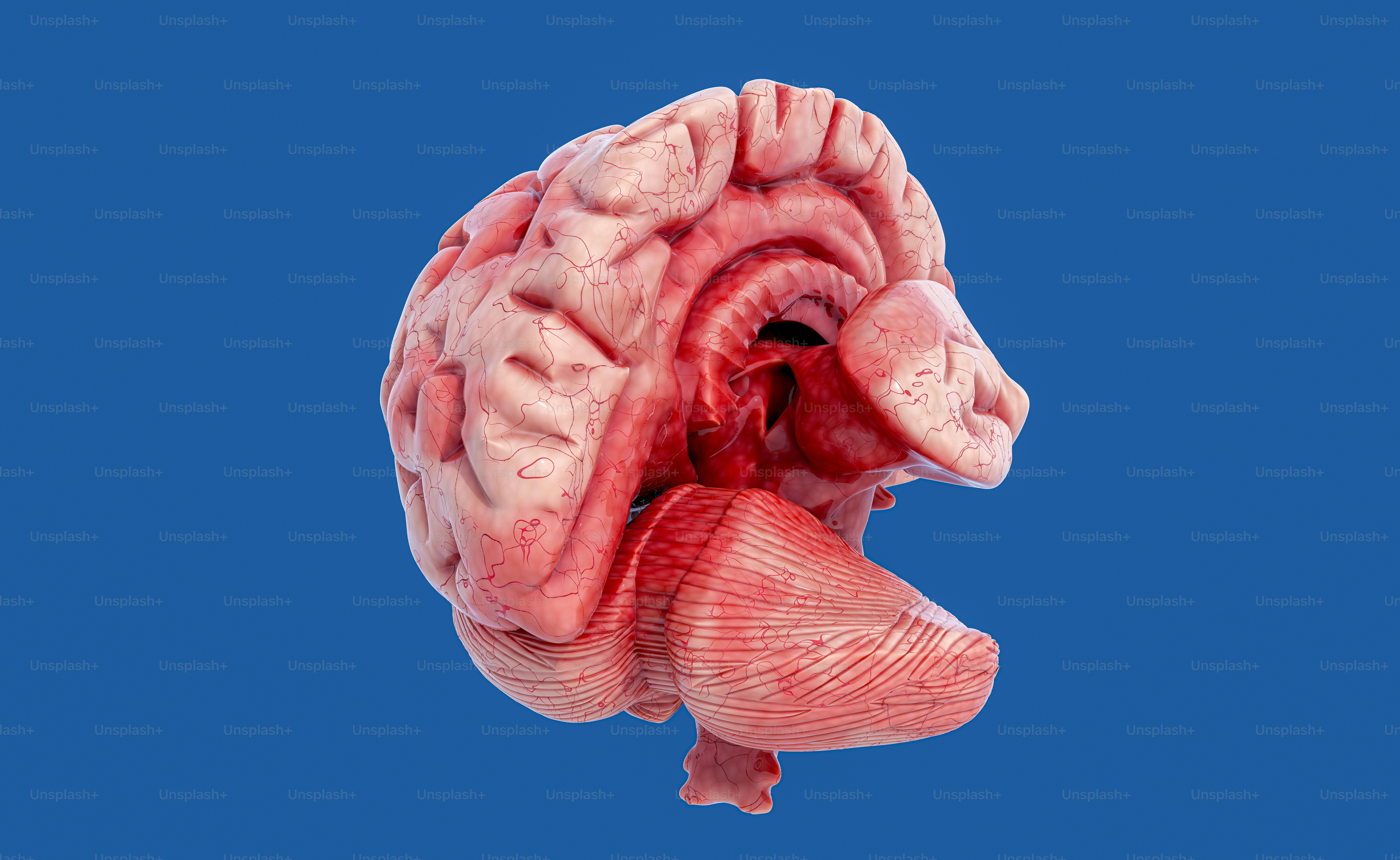 A detailed kinetic model of Eastern equine encephalitis virus replication in a susceptible host cell