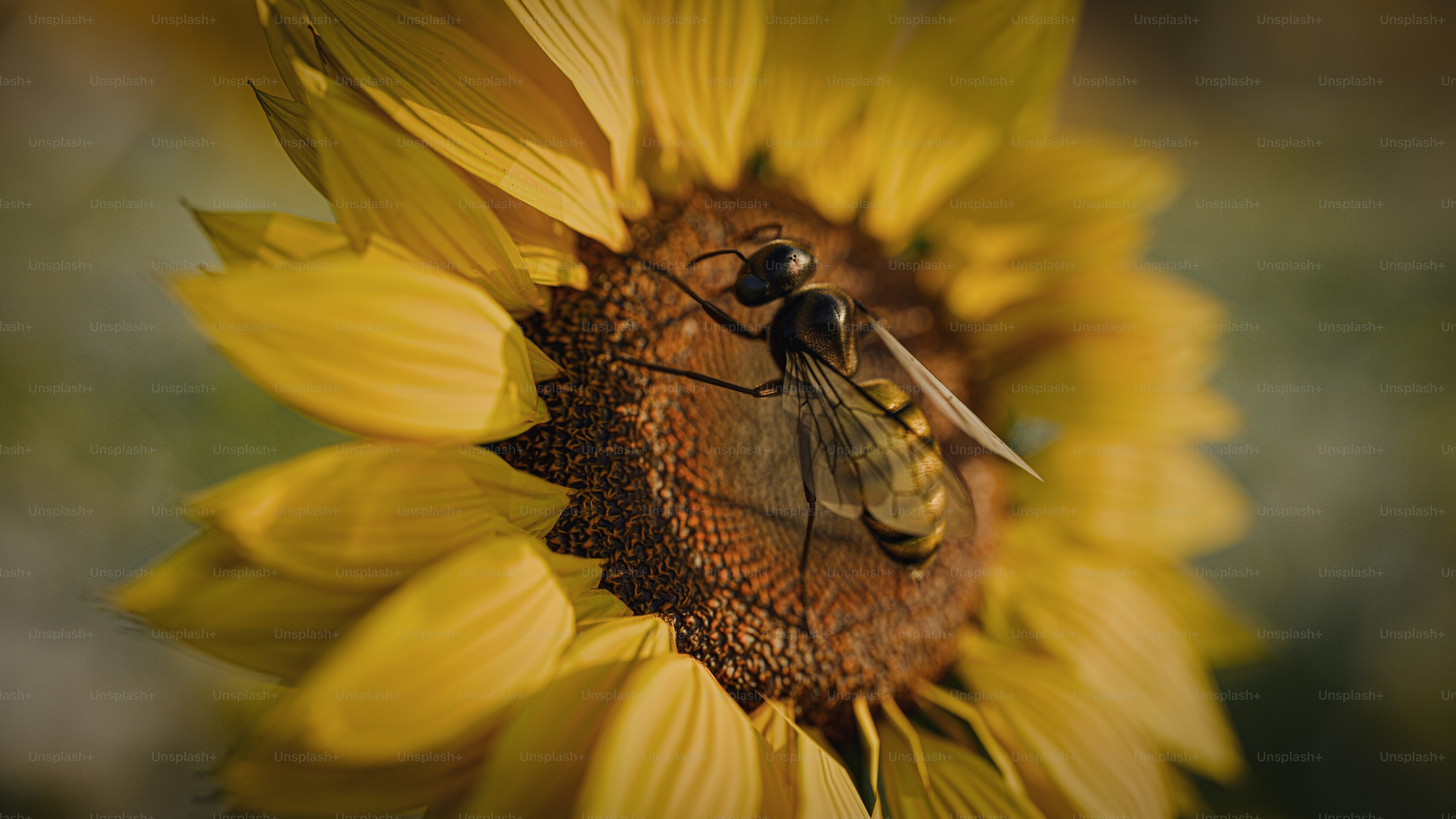 Un'ape su un girasole con uno sfondo sfocato