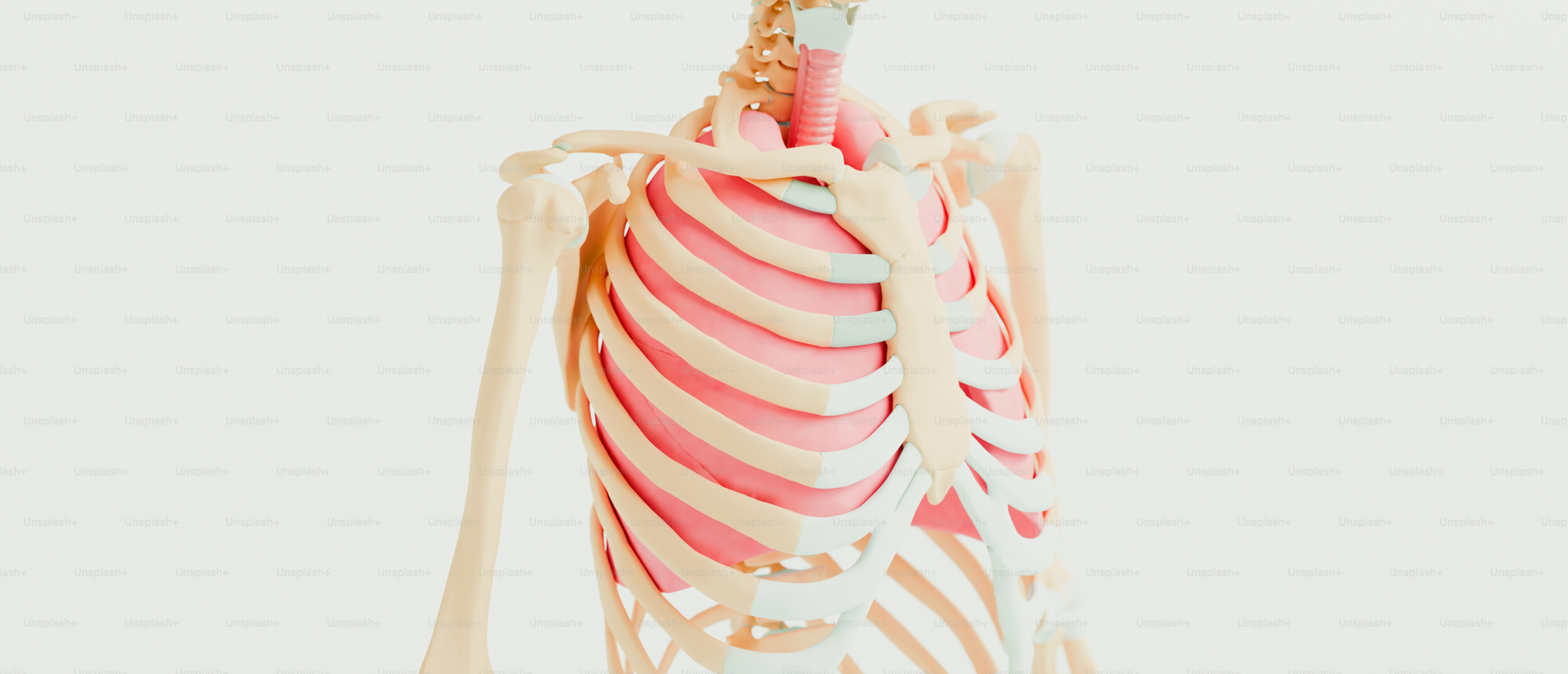 A model of a human body with a skeleton hanging from it's back