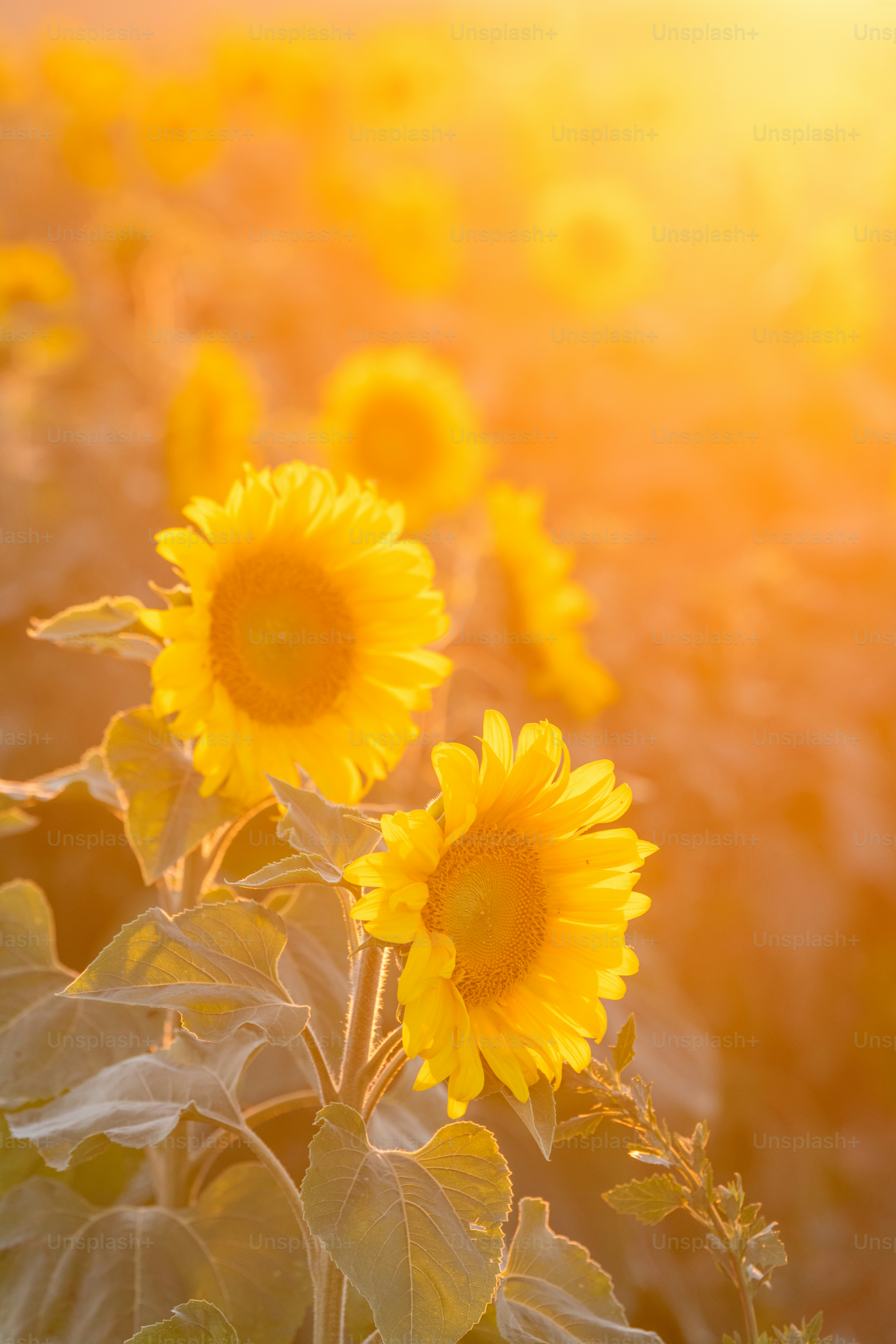 Imágenes de Luz De La Tarde | Descarga imágenes gratuitas en Unsplash, image size:3000x4500