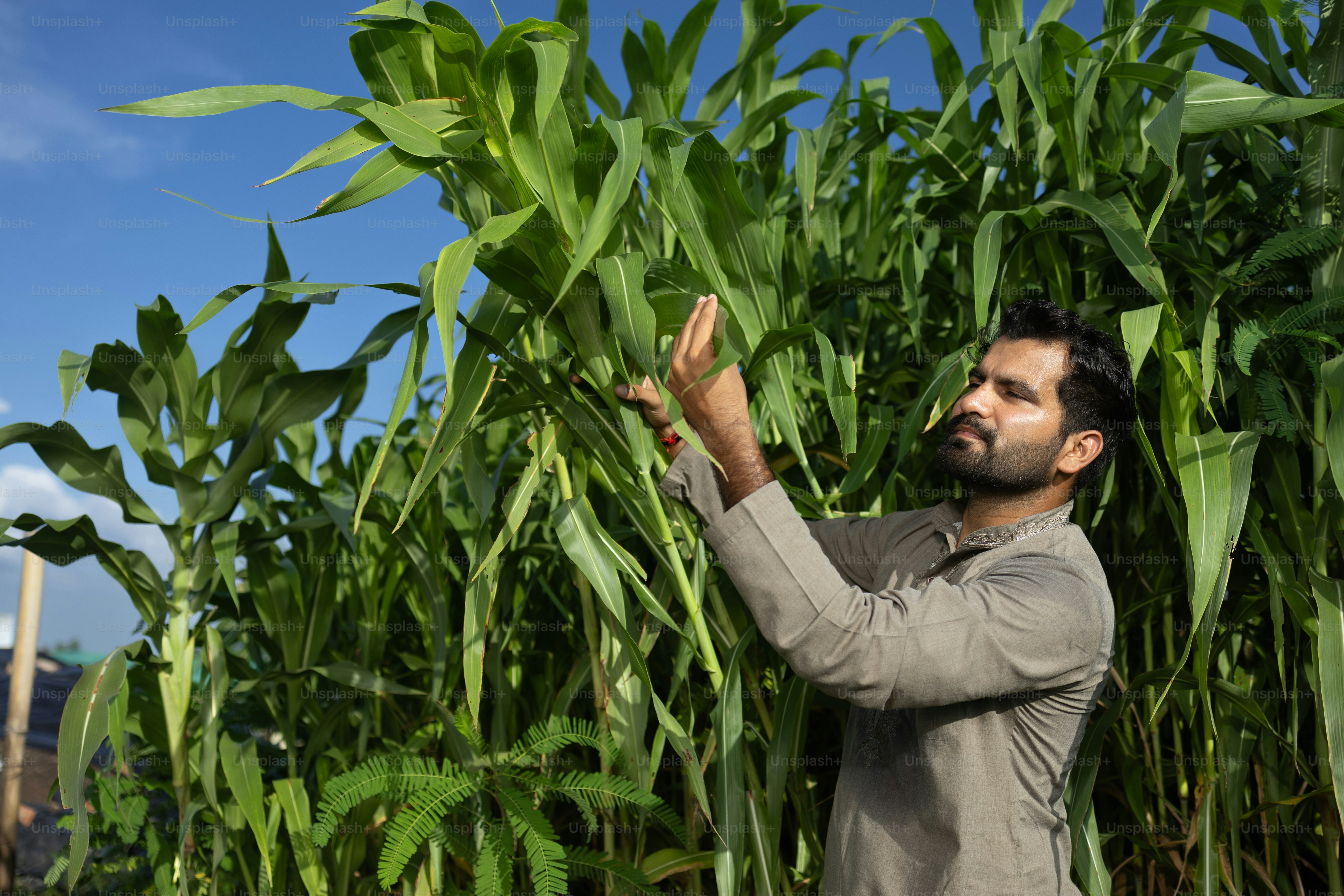 A man standing in front of a field of corn photo – Modern farmer Image ...