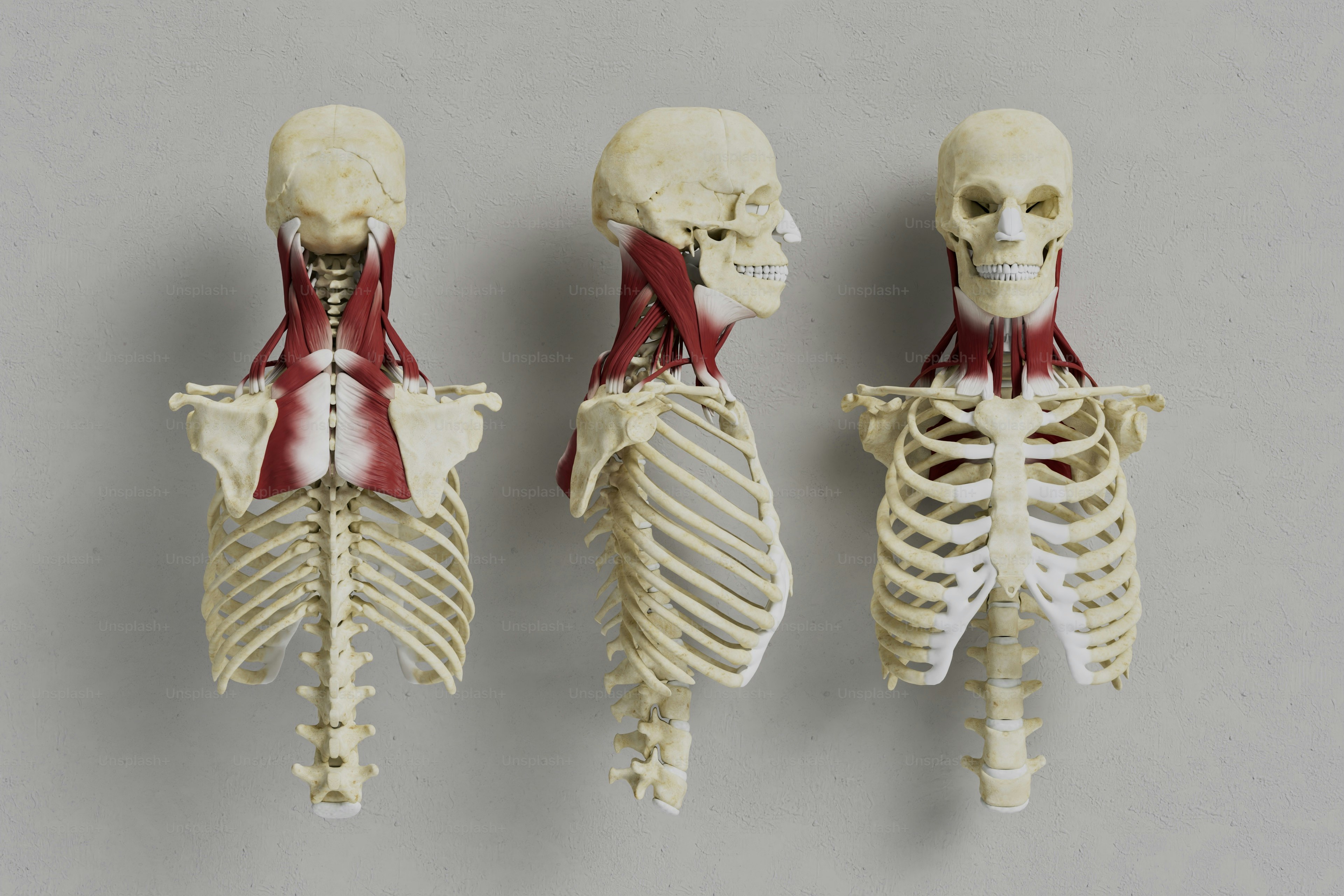 Skull, torso and muscle structure