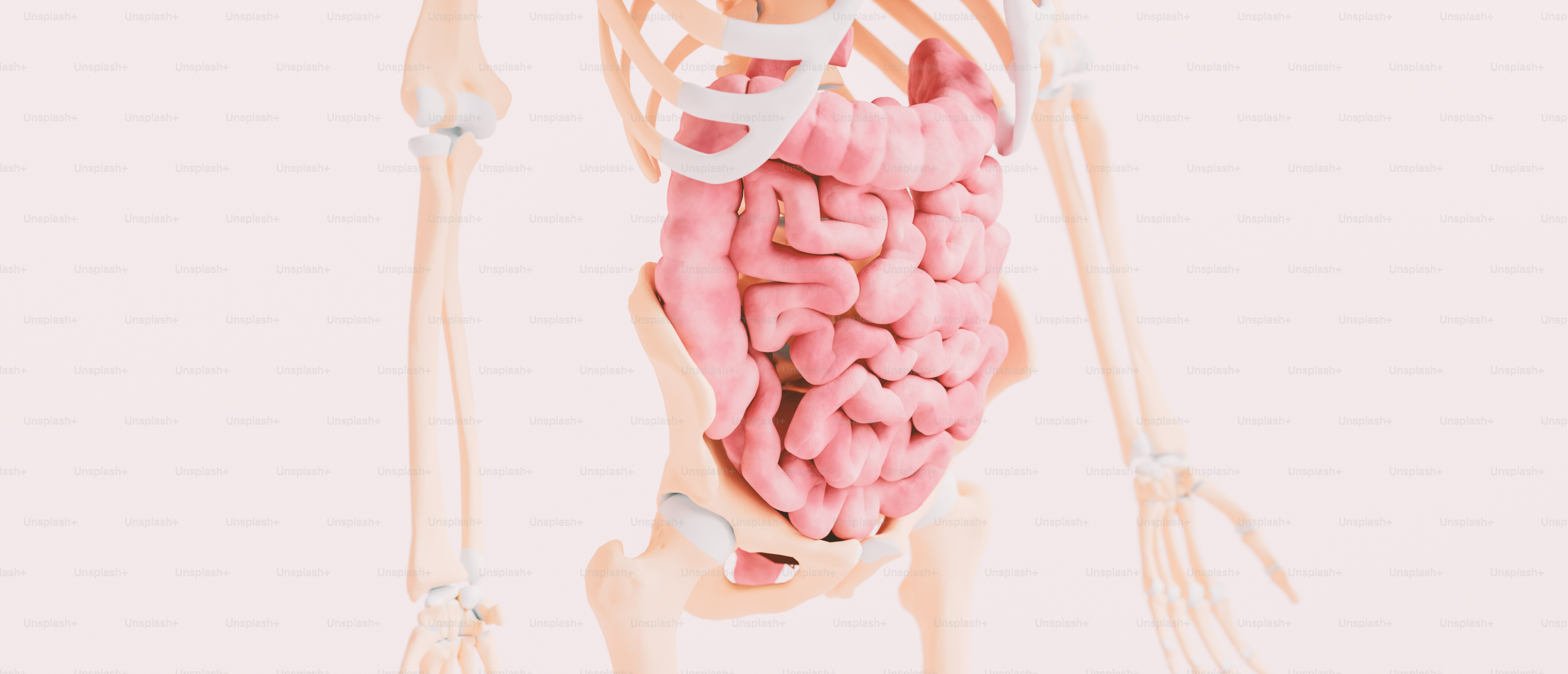 A model of the human body is shown