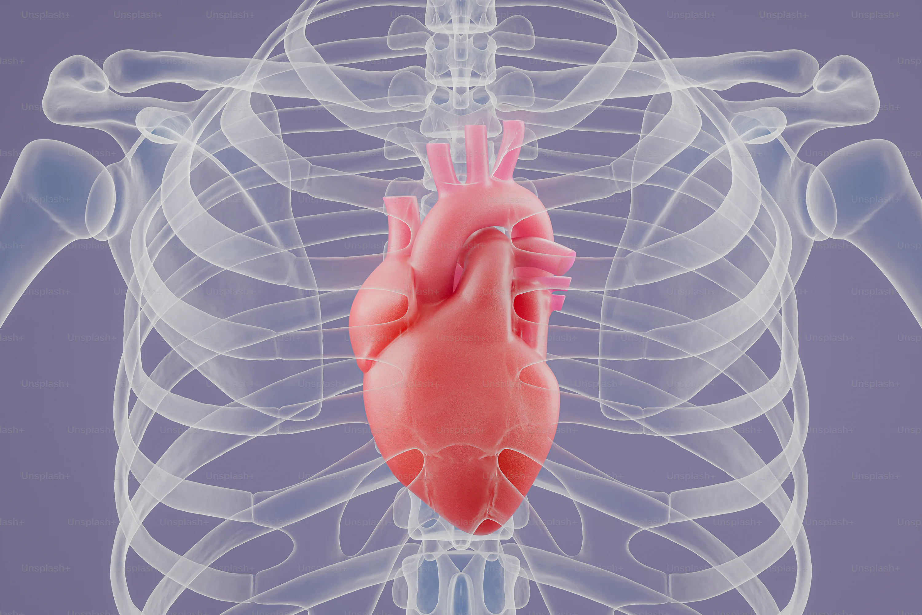 An x - ray image of a human heart