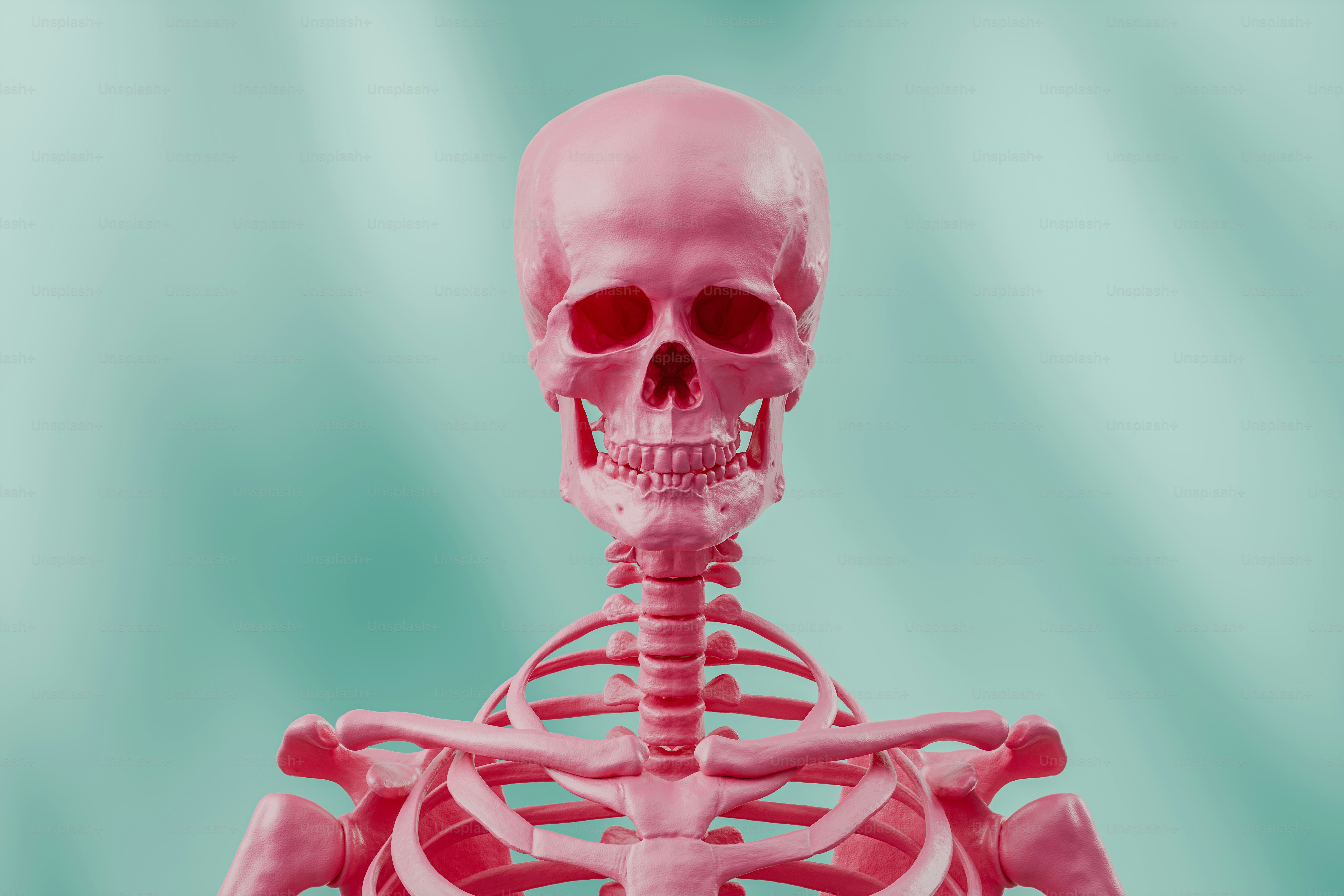 A human skeleton is shown in this image