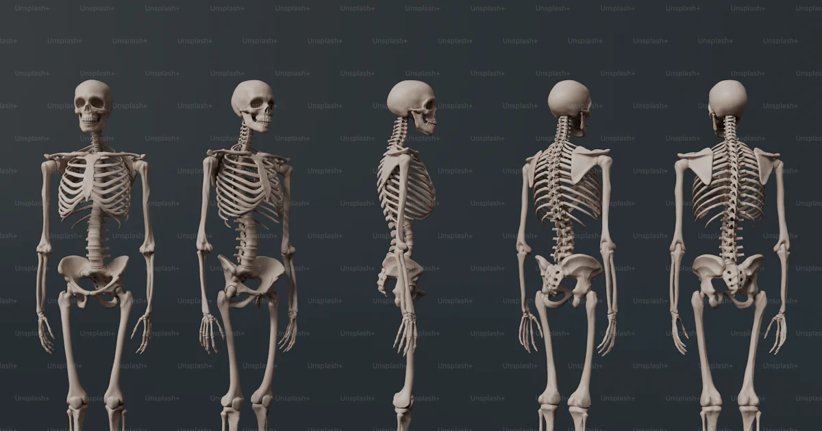 Skeleton Rows Example A group of skeleton models standing in a row photo – Anatomy Image on ...