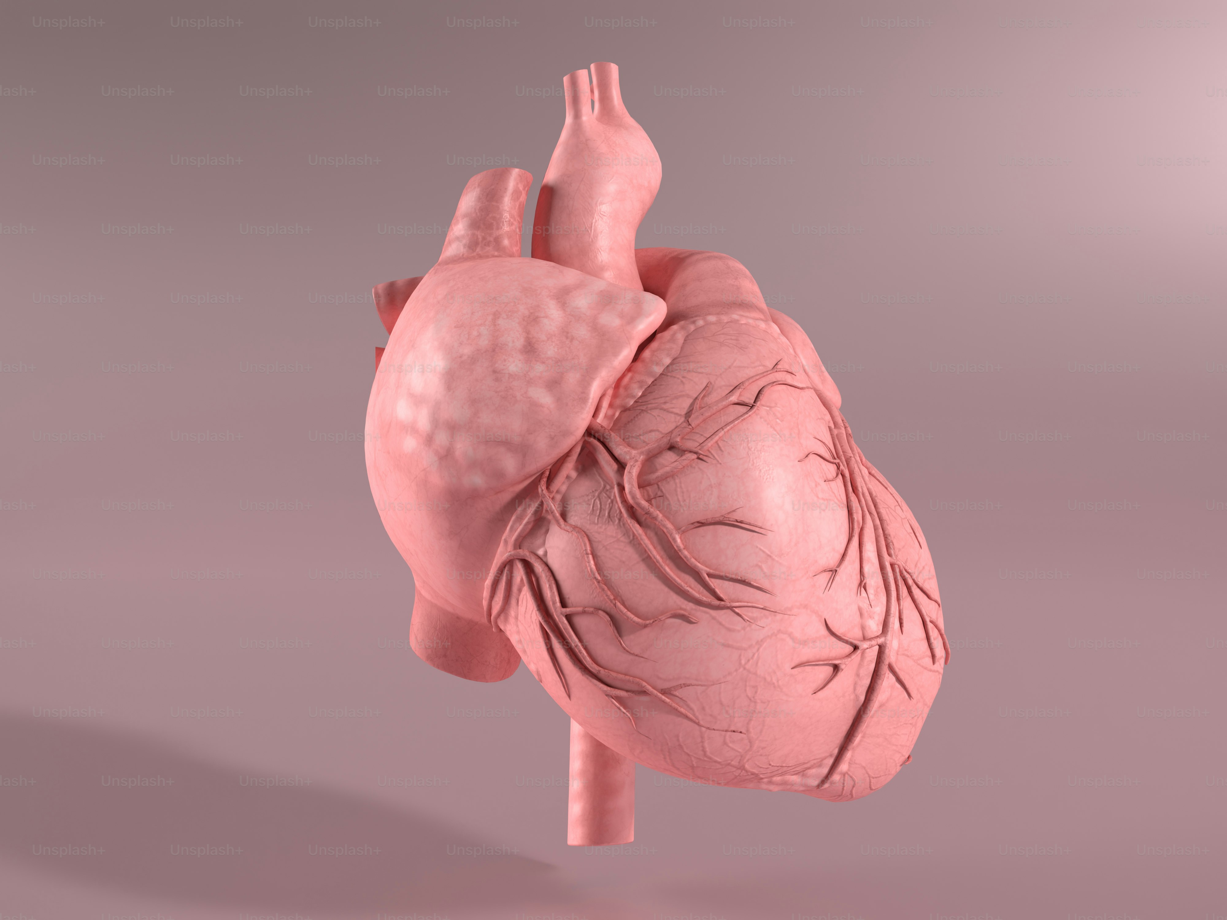A computer generated image of a human heart