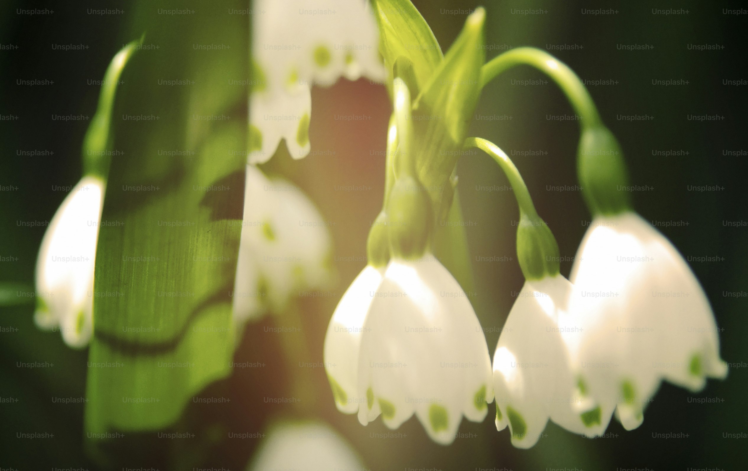 Snowdrops in Japan Flower Beautiful Concept