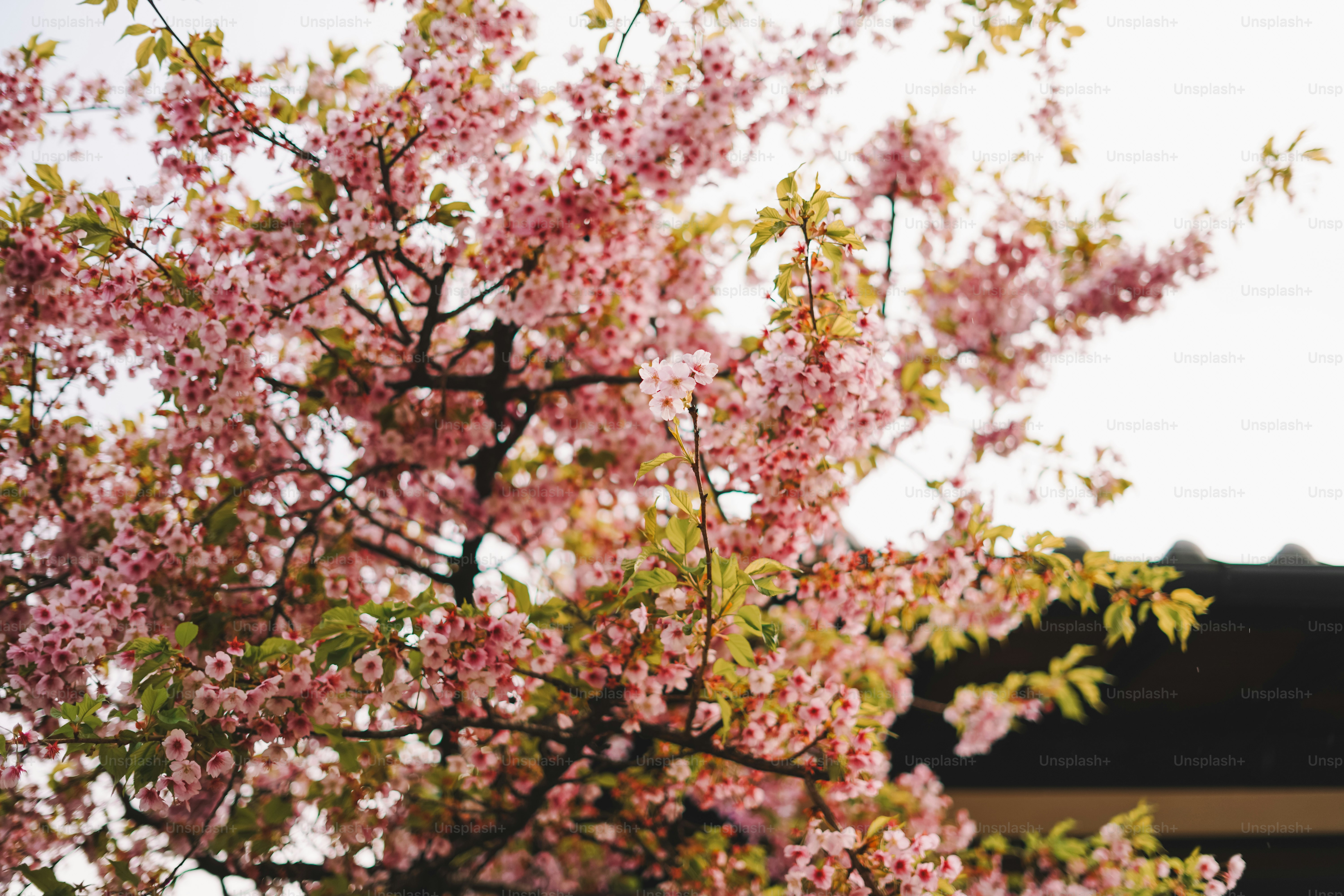 A tree with pink flowers in front of a building