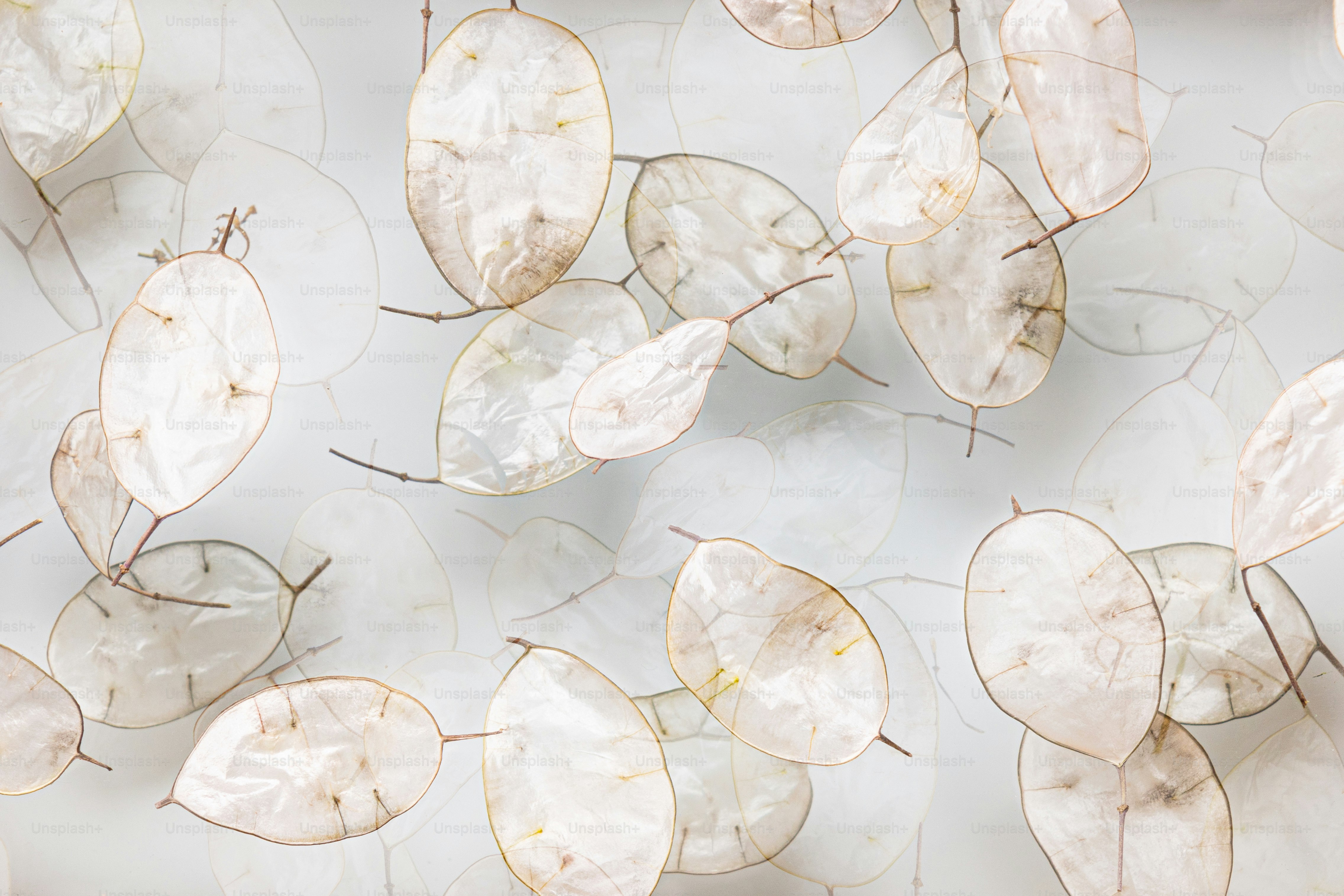 A group of white leaves on a white surface