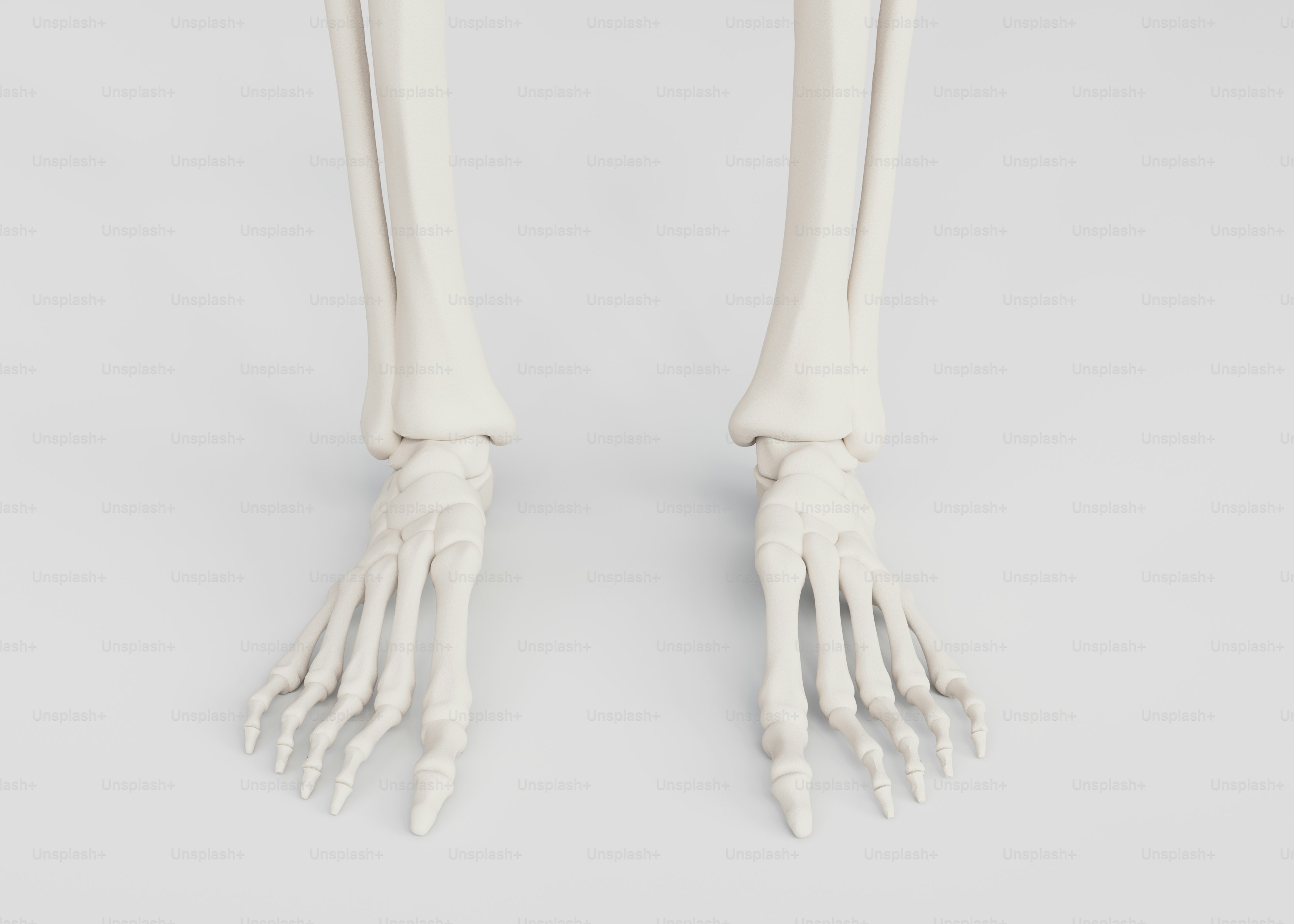 A model of a human skeleton with arms and legs