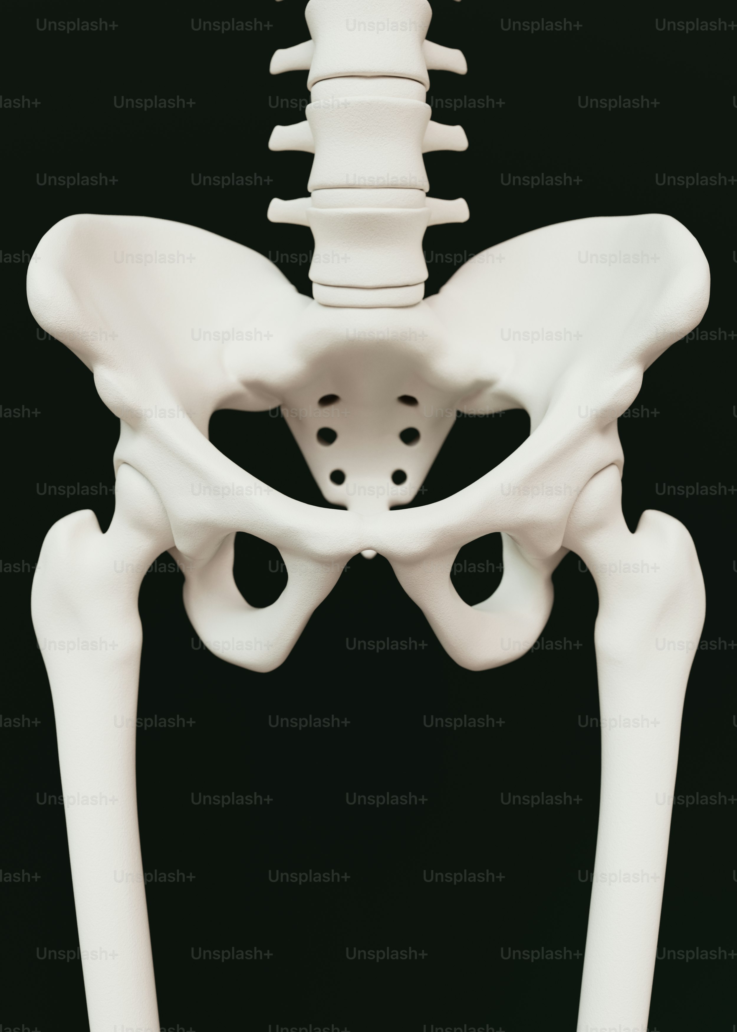 Viene mostrato un modello di uno scheletro umano