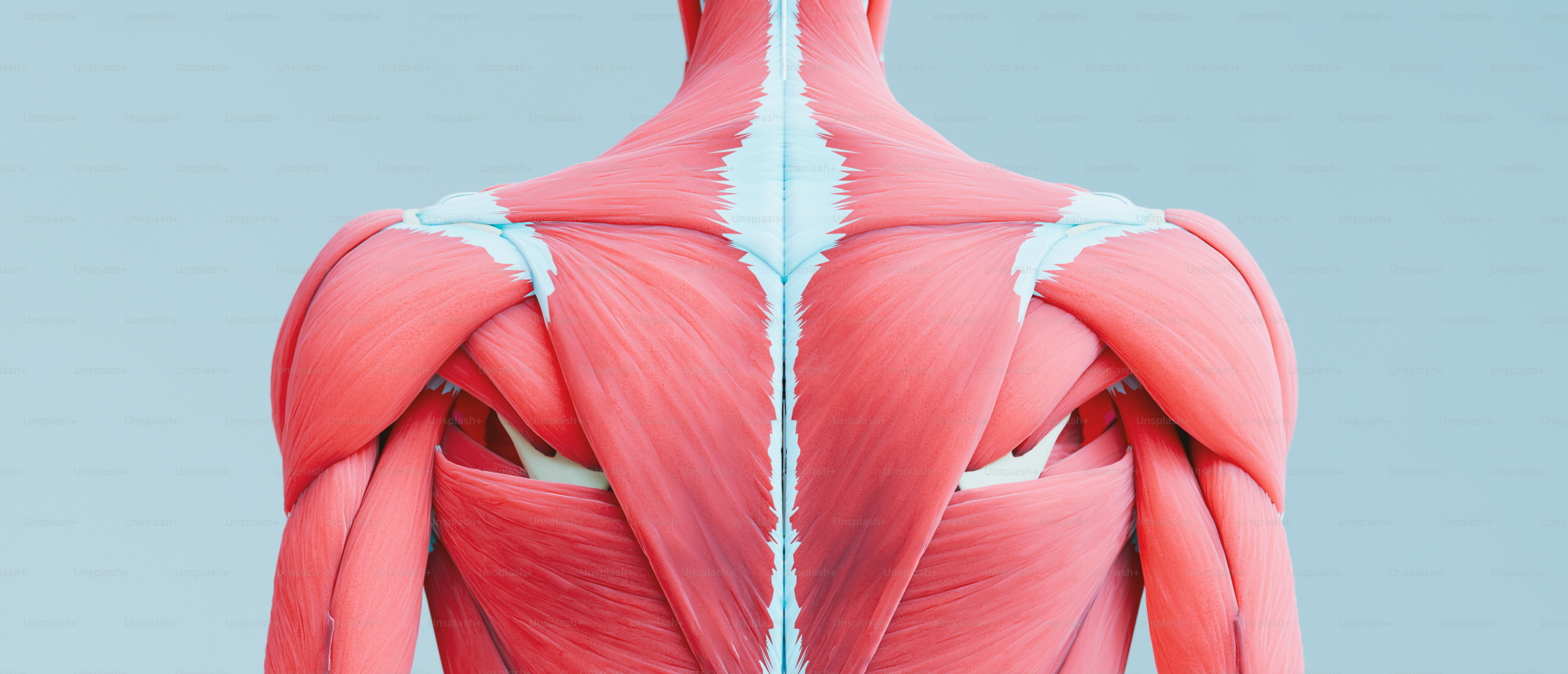 Die Rückseite eines menschlichen Körpers mit hervorgehobenen Muskeln Foto –  Bild zum Thema Physiotherapie auf Unsplash, image size:3000x1290