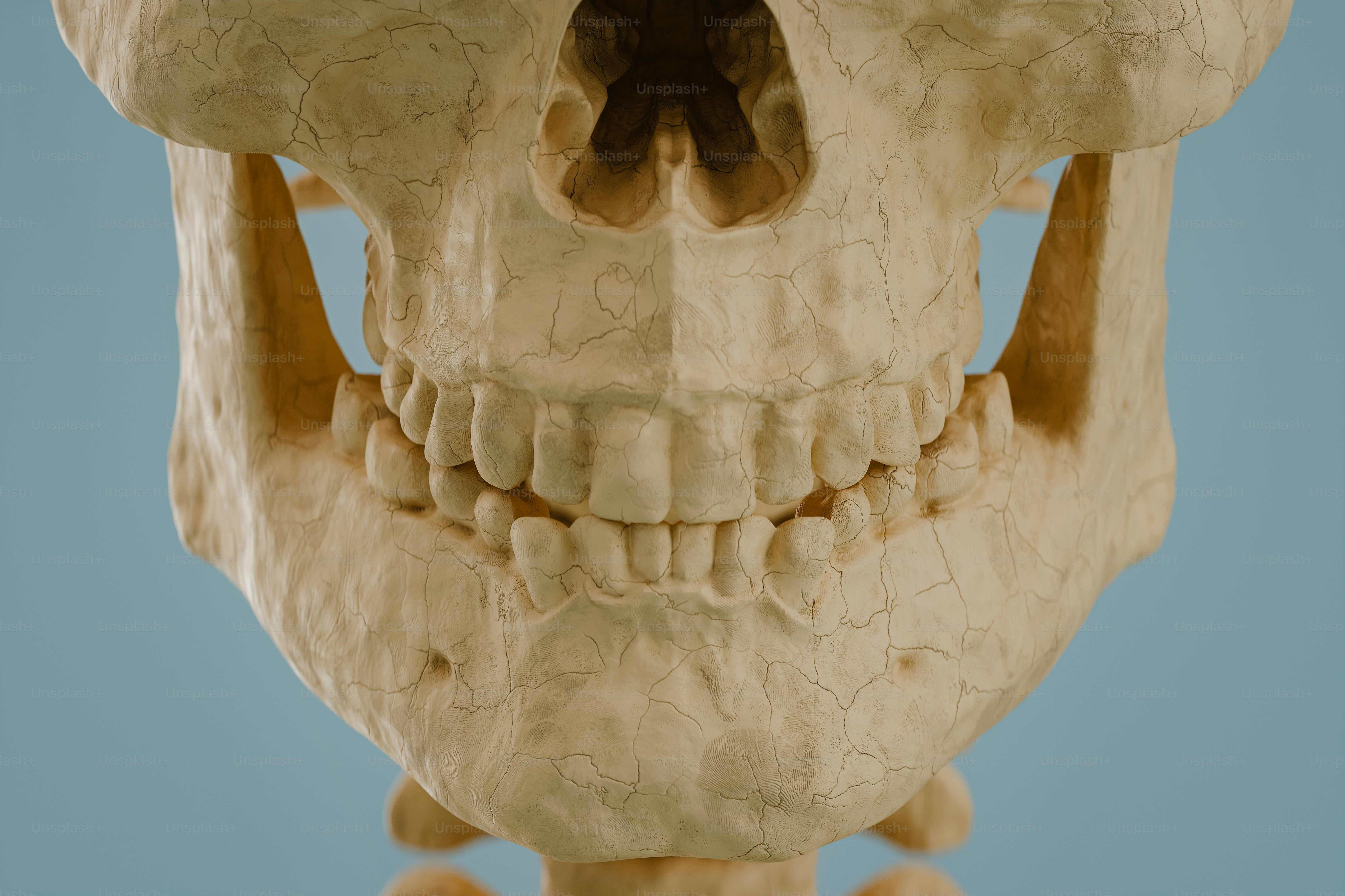 偽の人間の頭蓋骨のクローズアップ