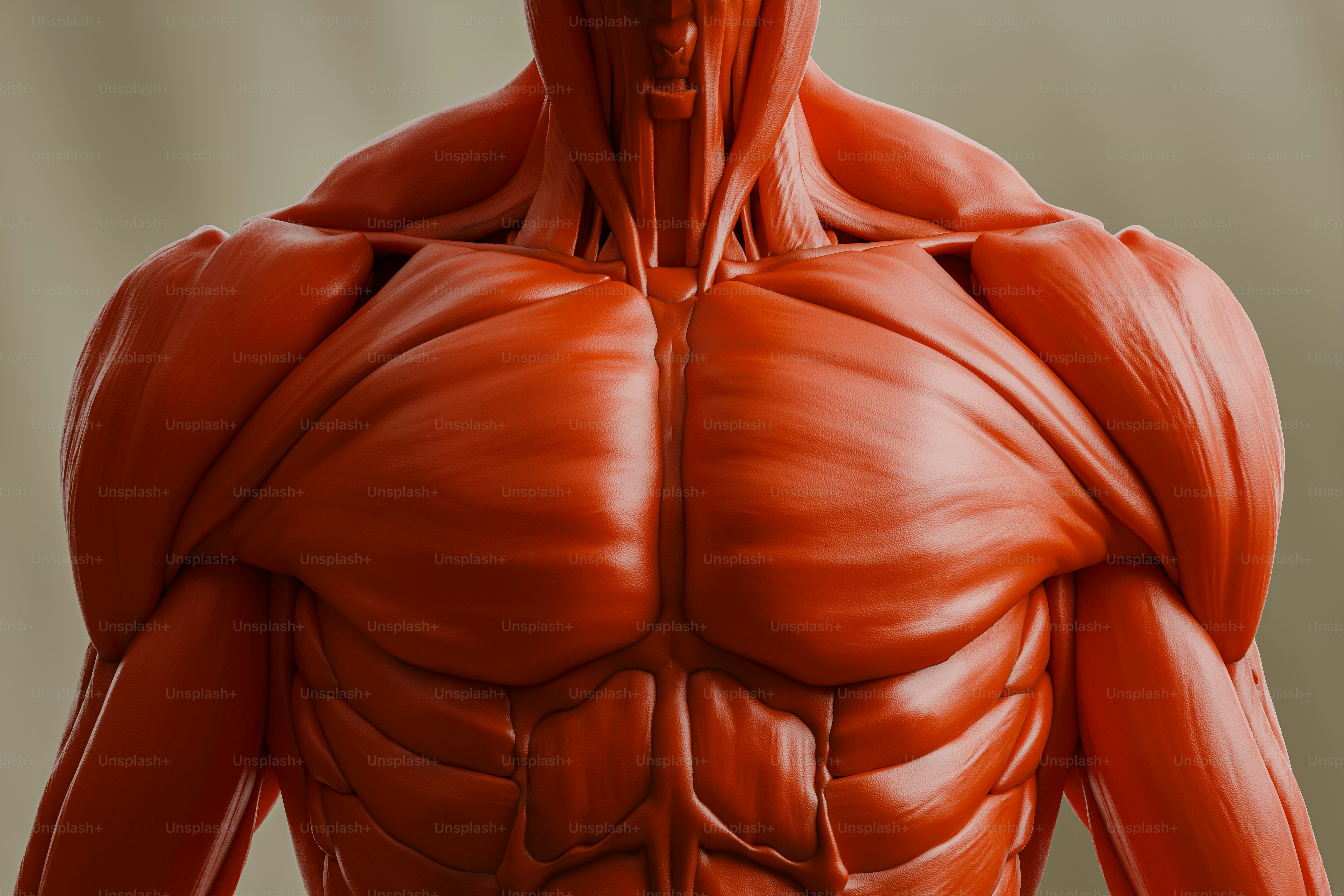 男性の胴体と筋肉のイメージ