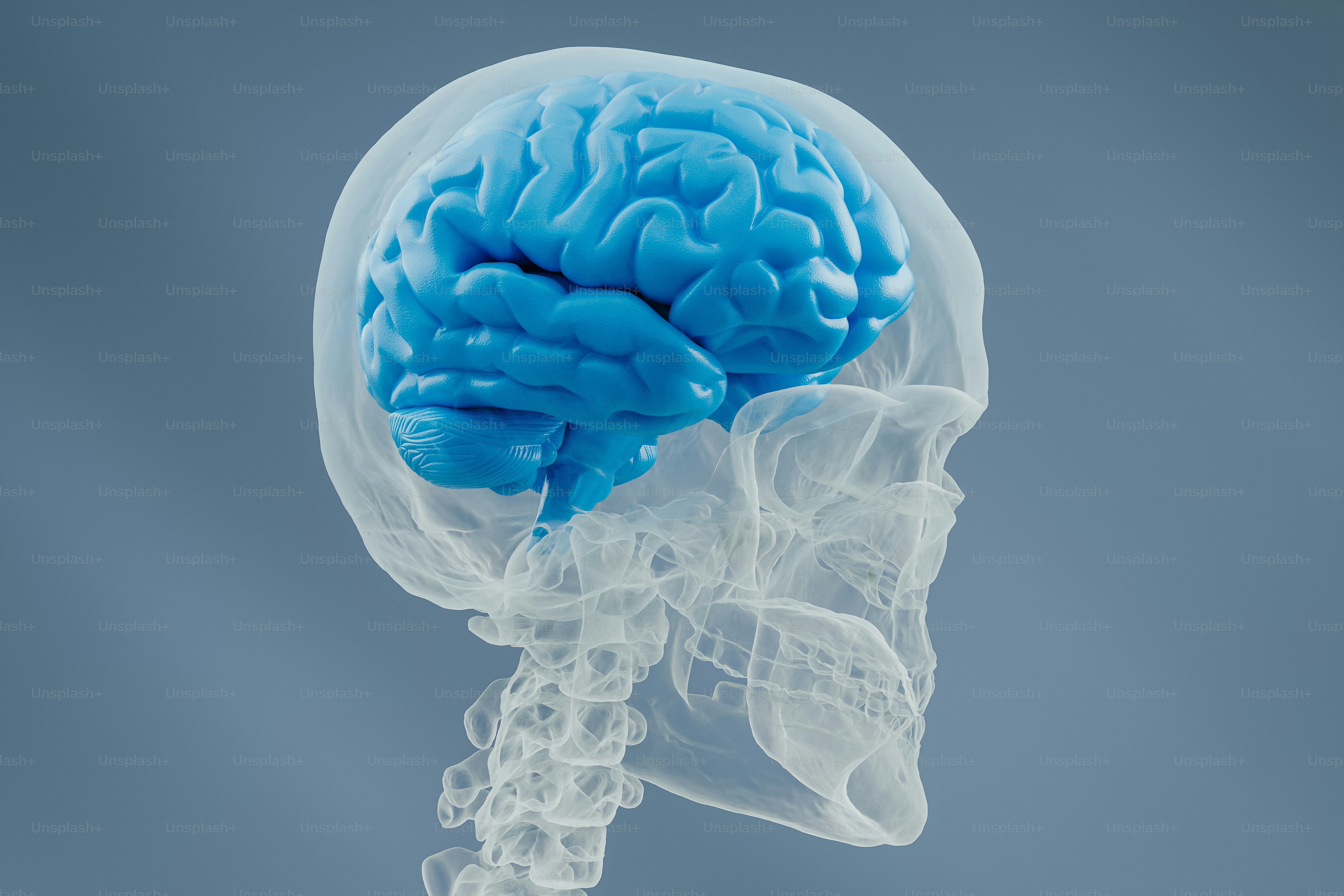 Ein plastisches Modell eines menschlichen Kopfes mit blauem Gehirn