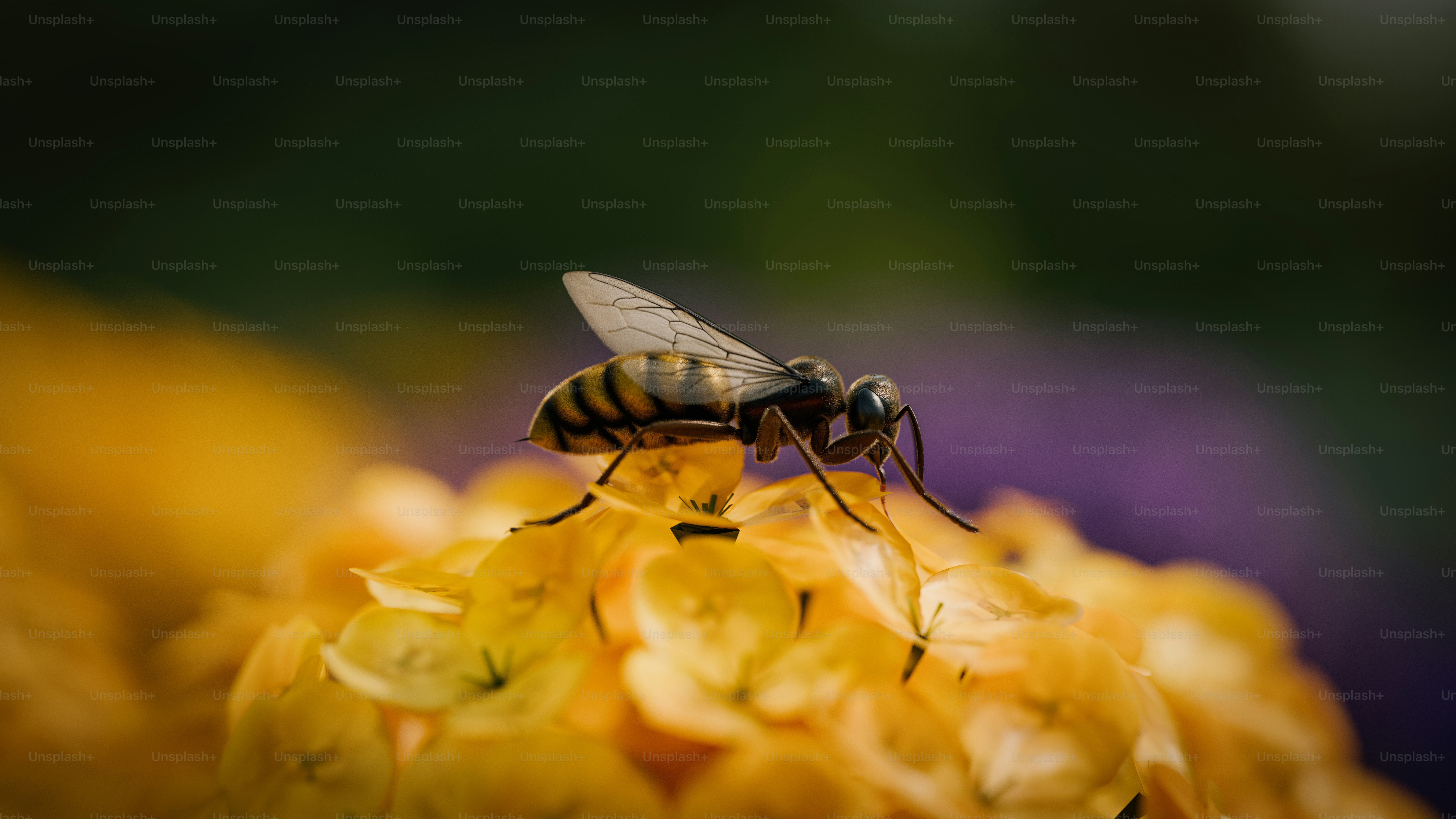Eine Biene, die auf einer gelben Blume sitzt