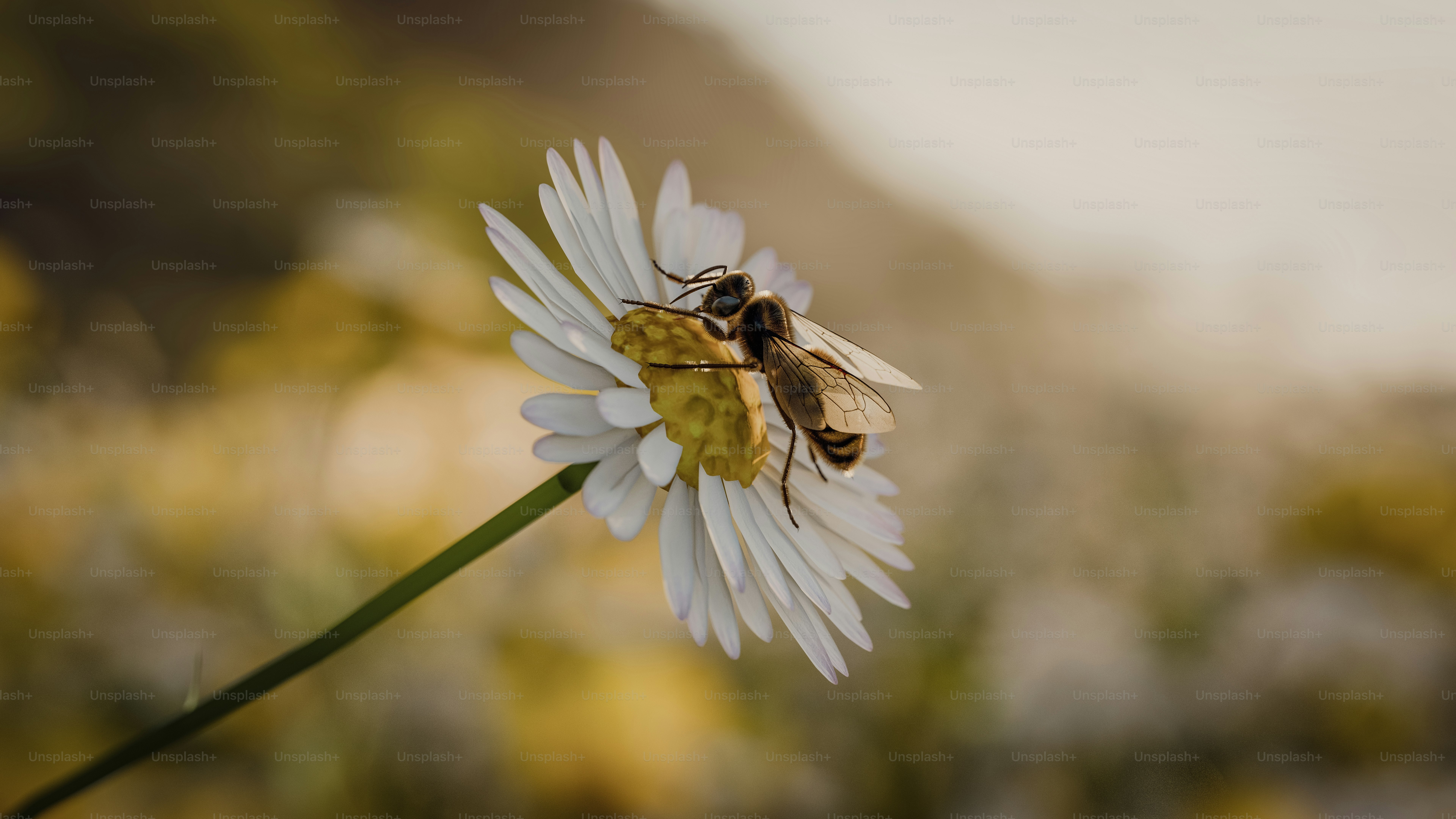 Eine weiße Blume mit einer Biene darauf