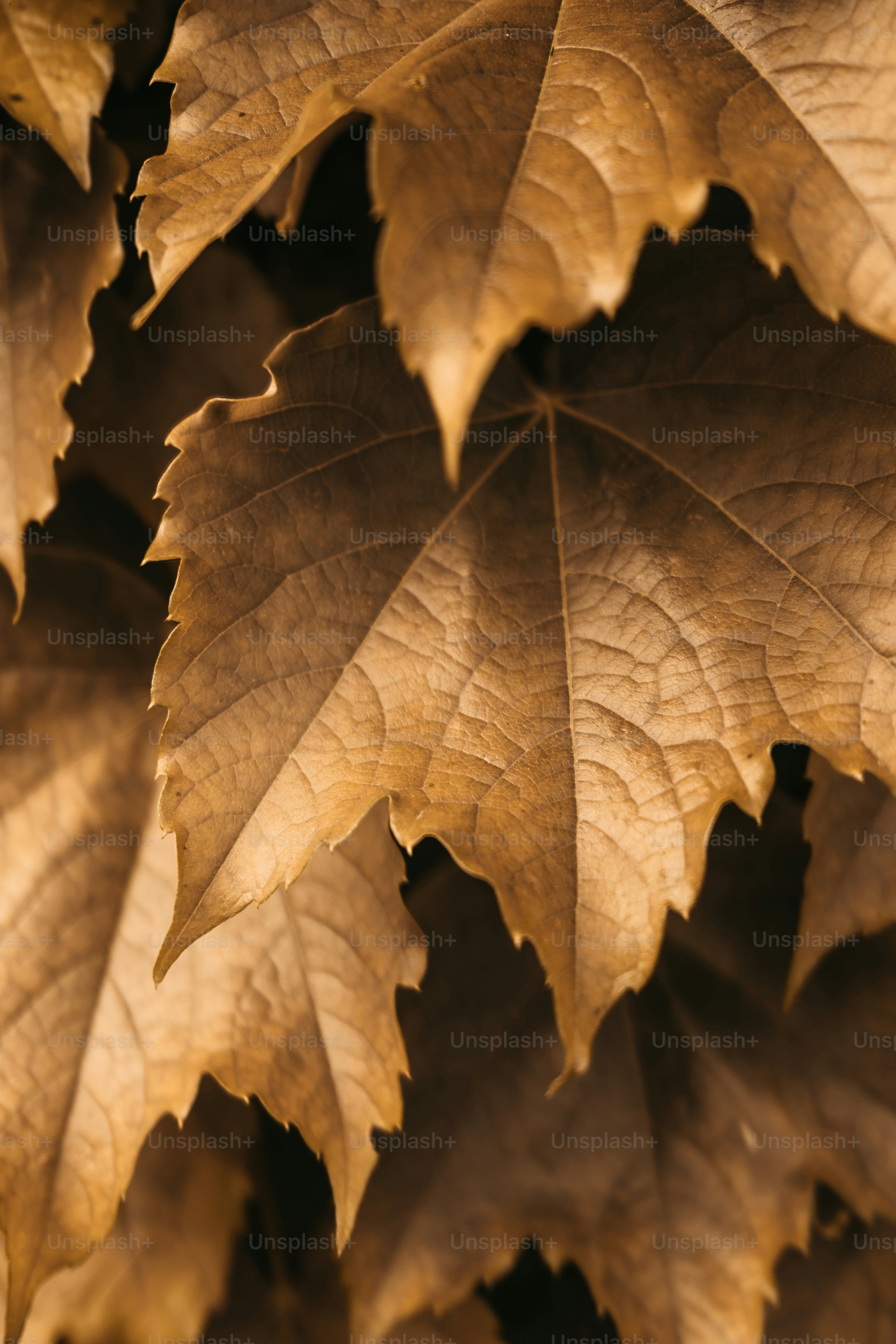木についた葉っぱの束