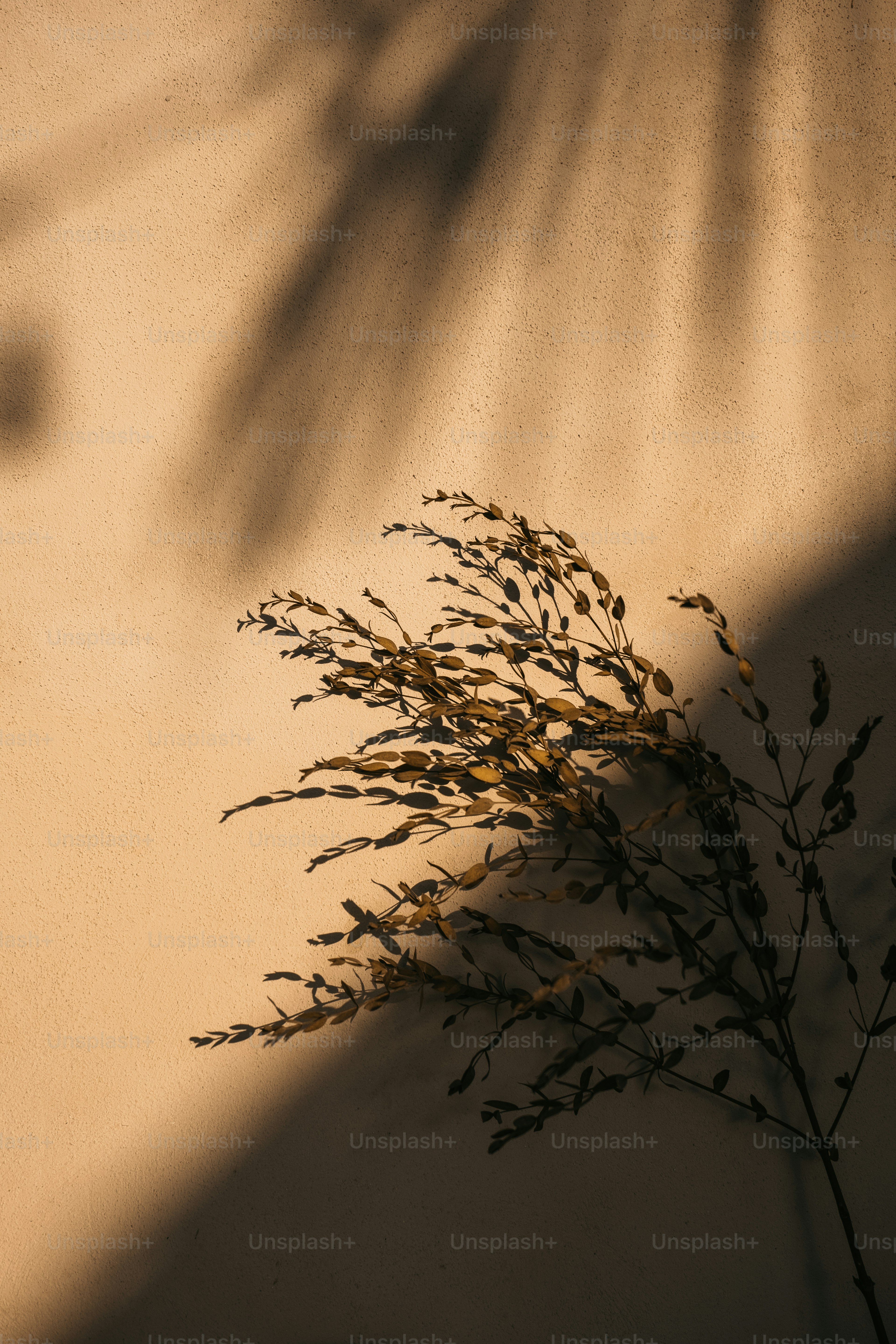A shadow of a plant on a wall