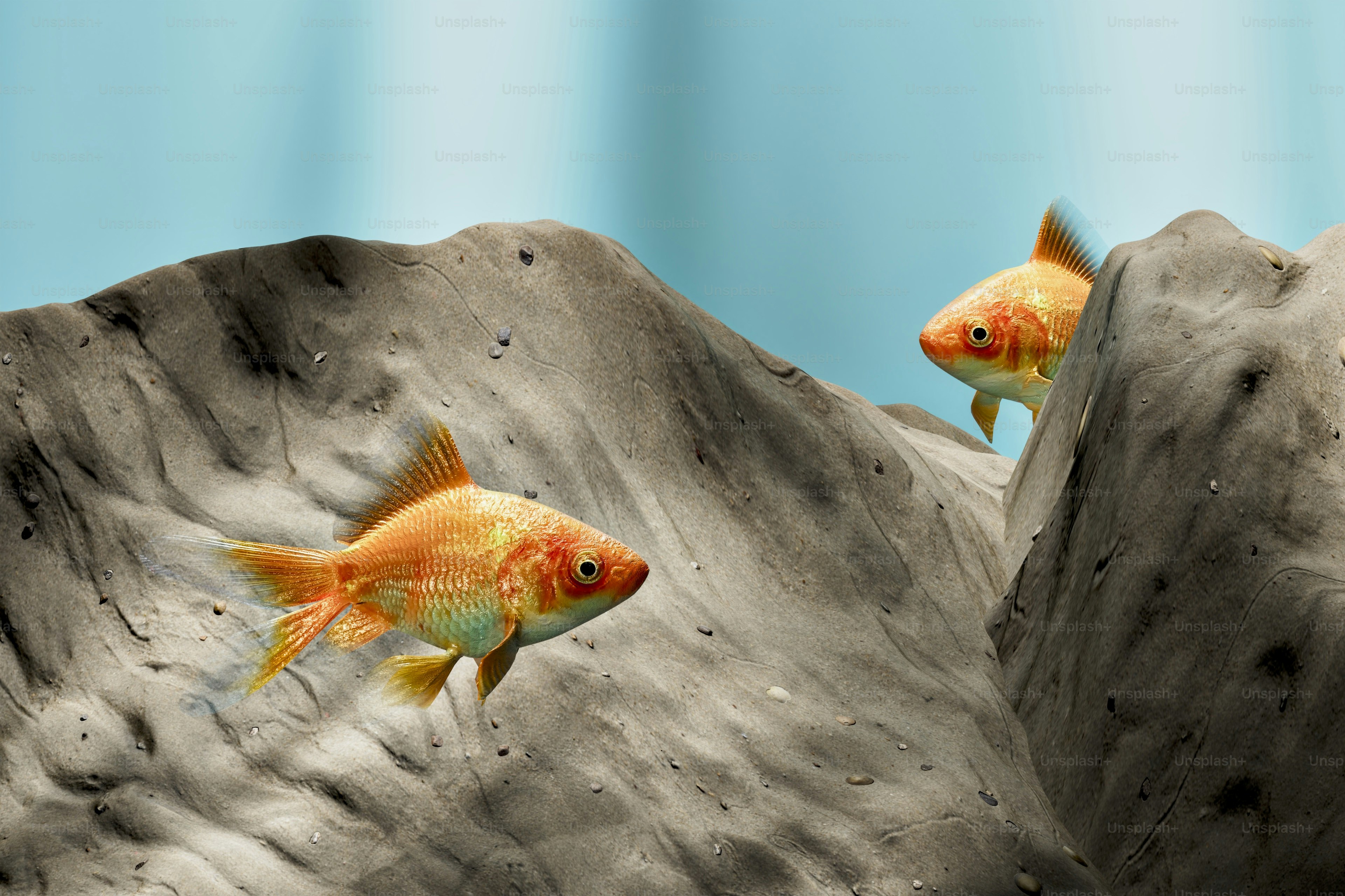 A couple of gold fish swimming in a pond