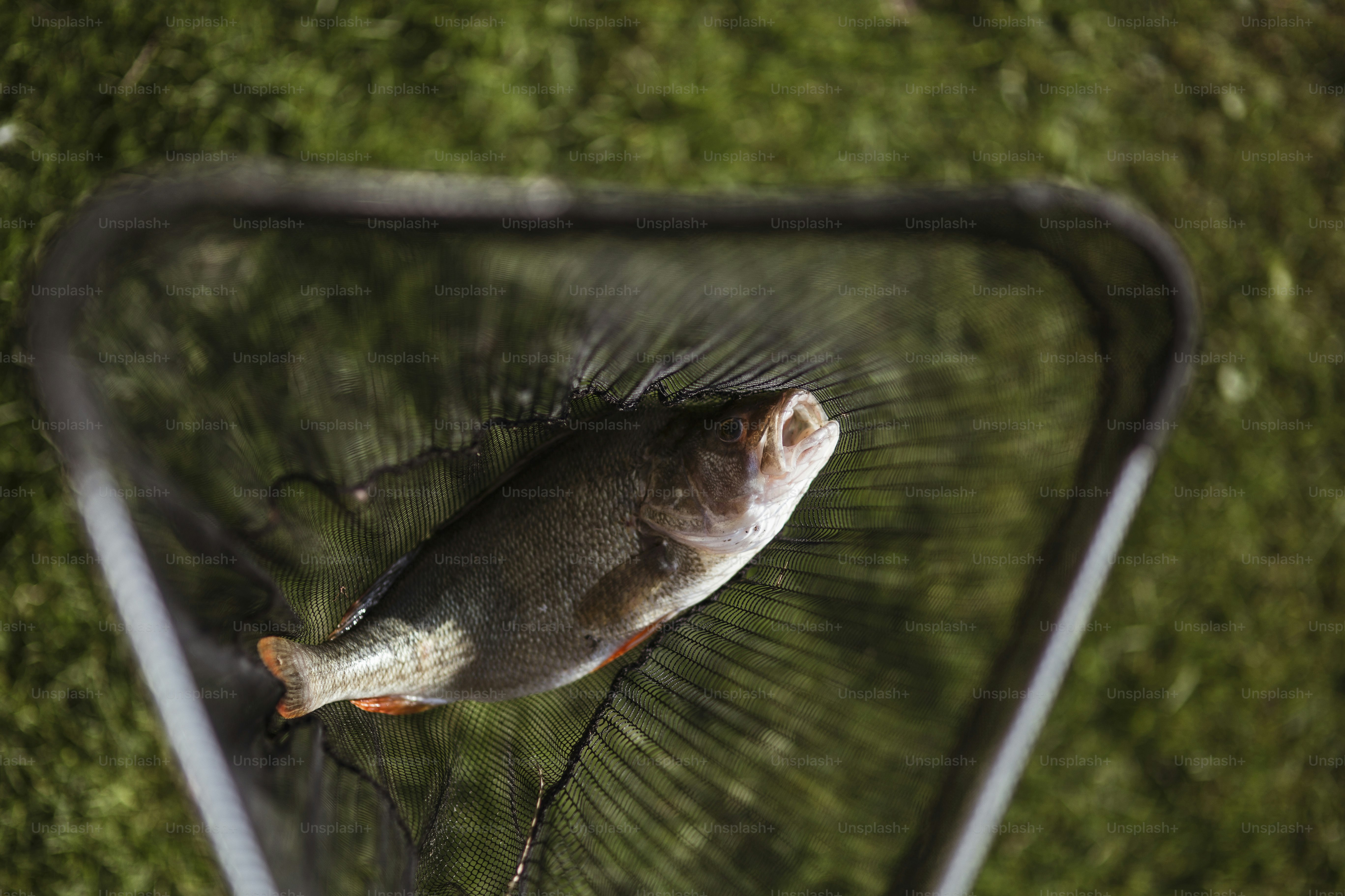 Ikan yang ditangkap di jala
