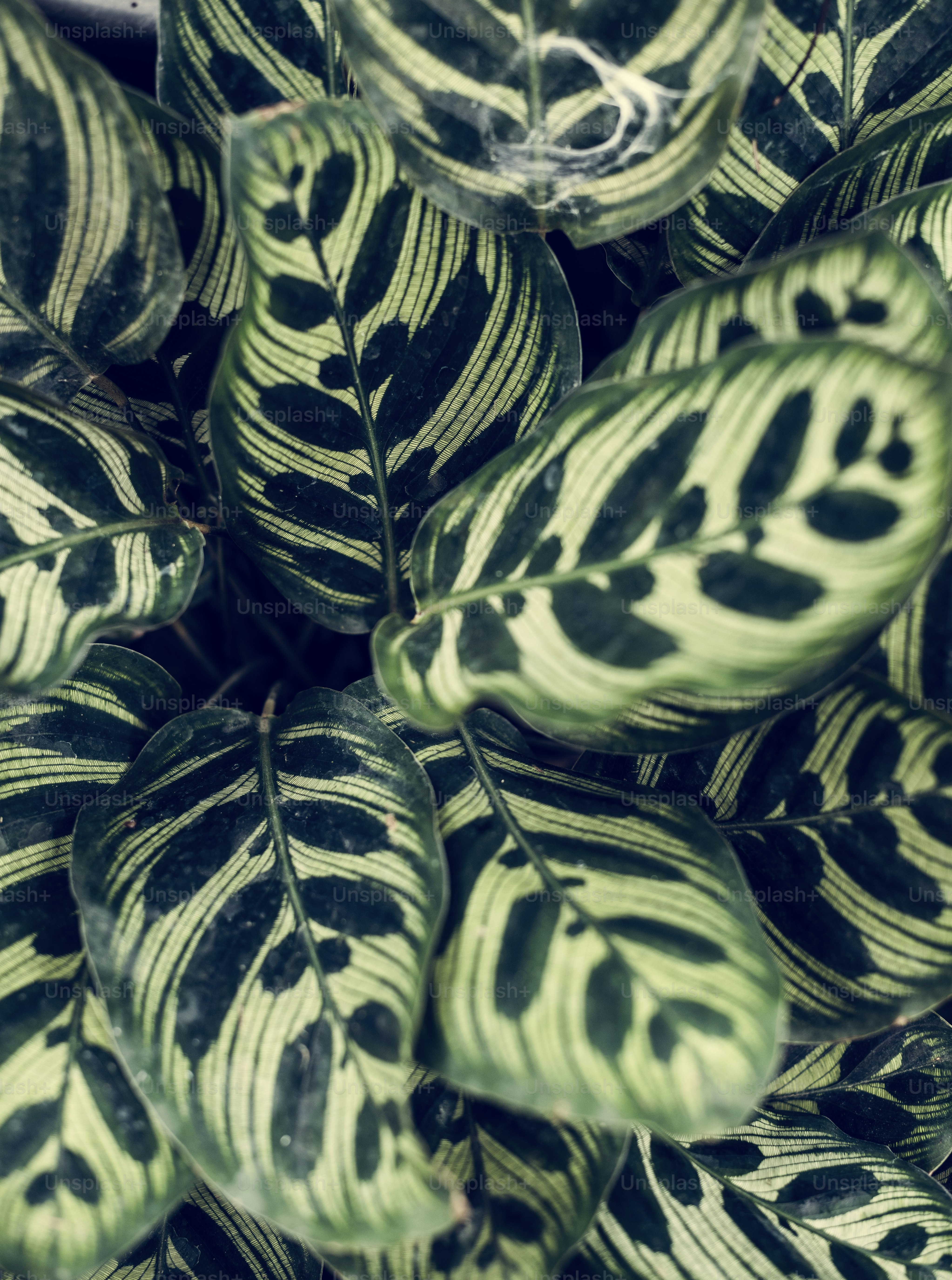 Closeup image of leaves