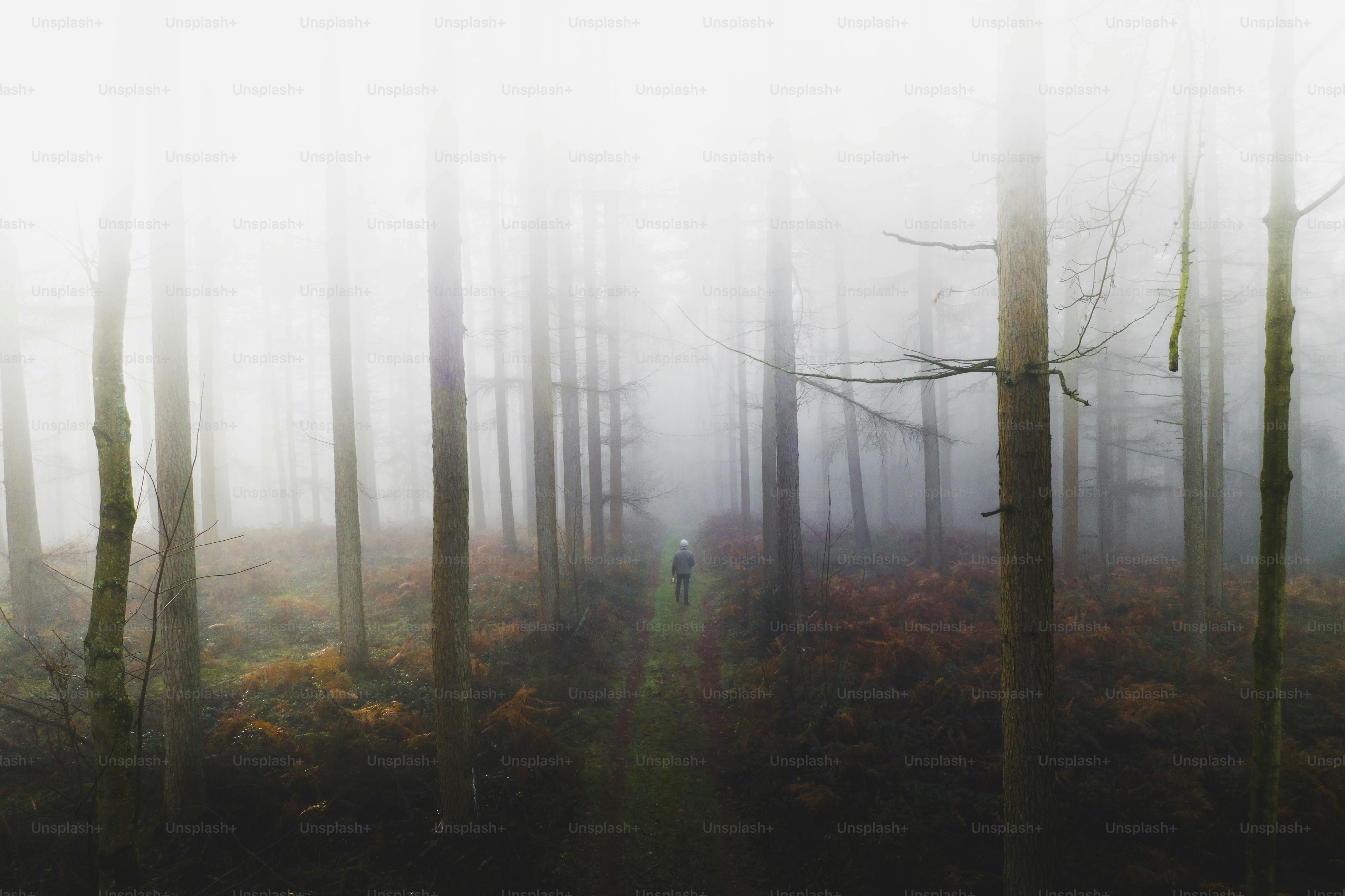 霧の森の中を歩く男