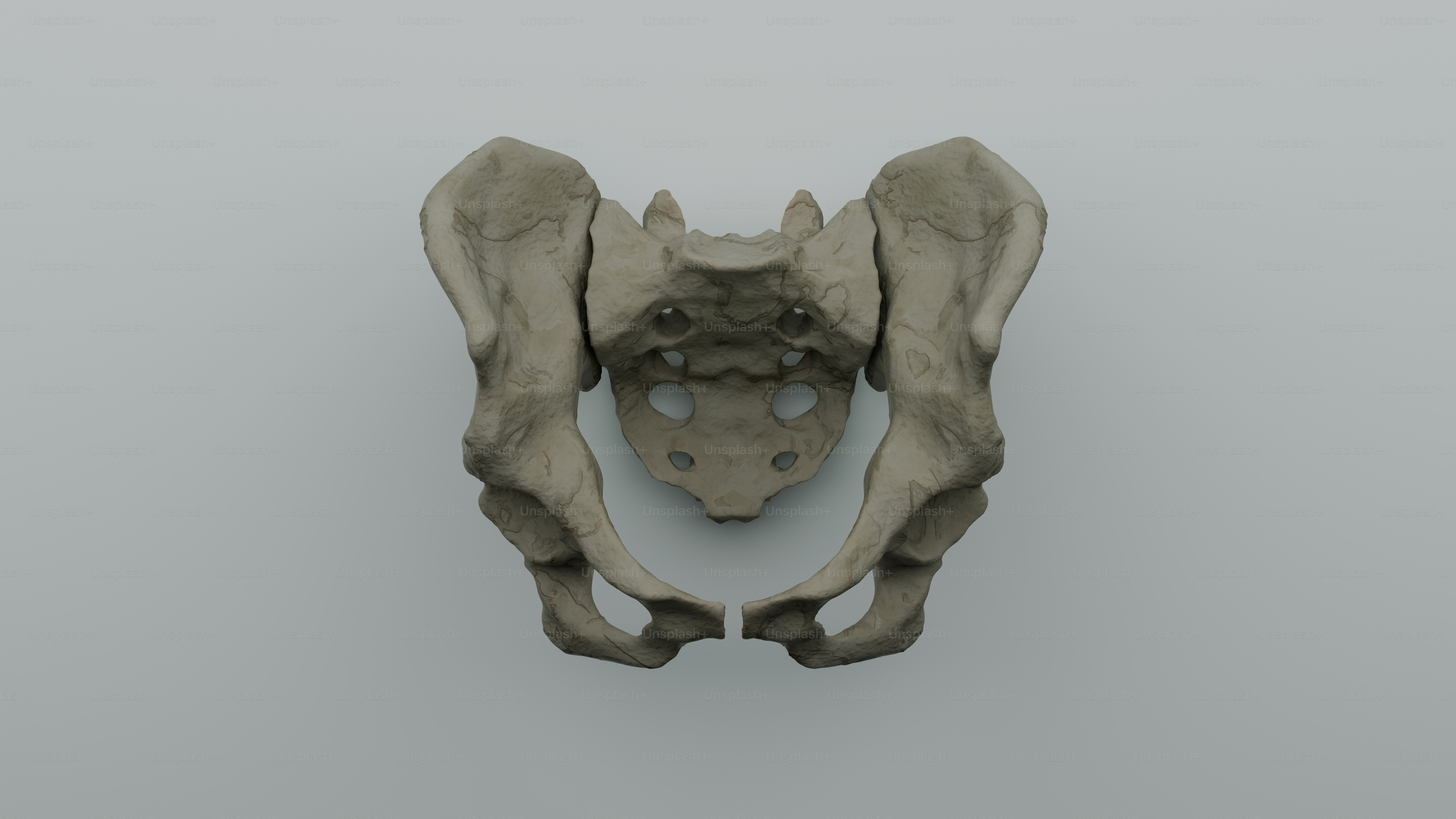 Ein Bild des Schädels eines Tieres mit grauem Hintergrund