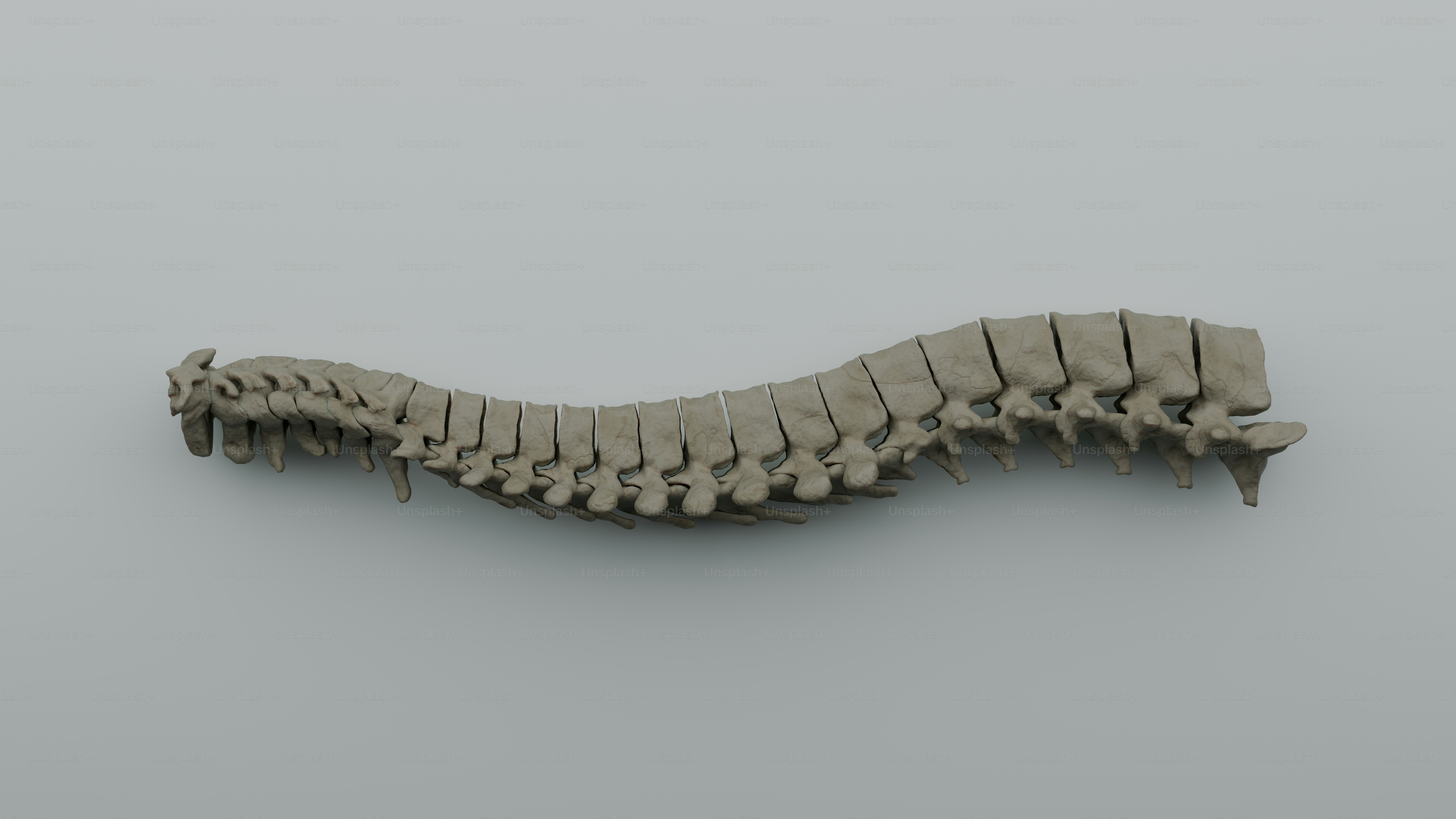 A picture of a caterpillar on a gray background