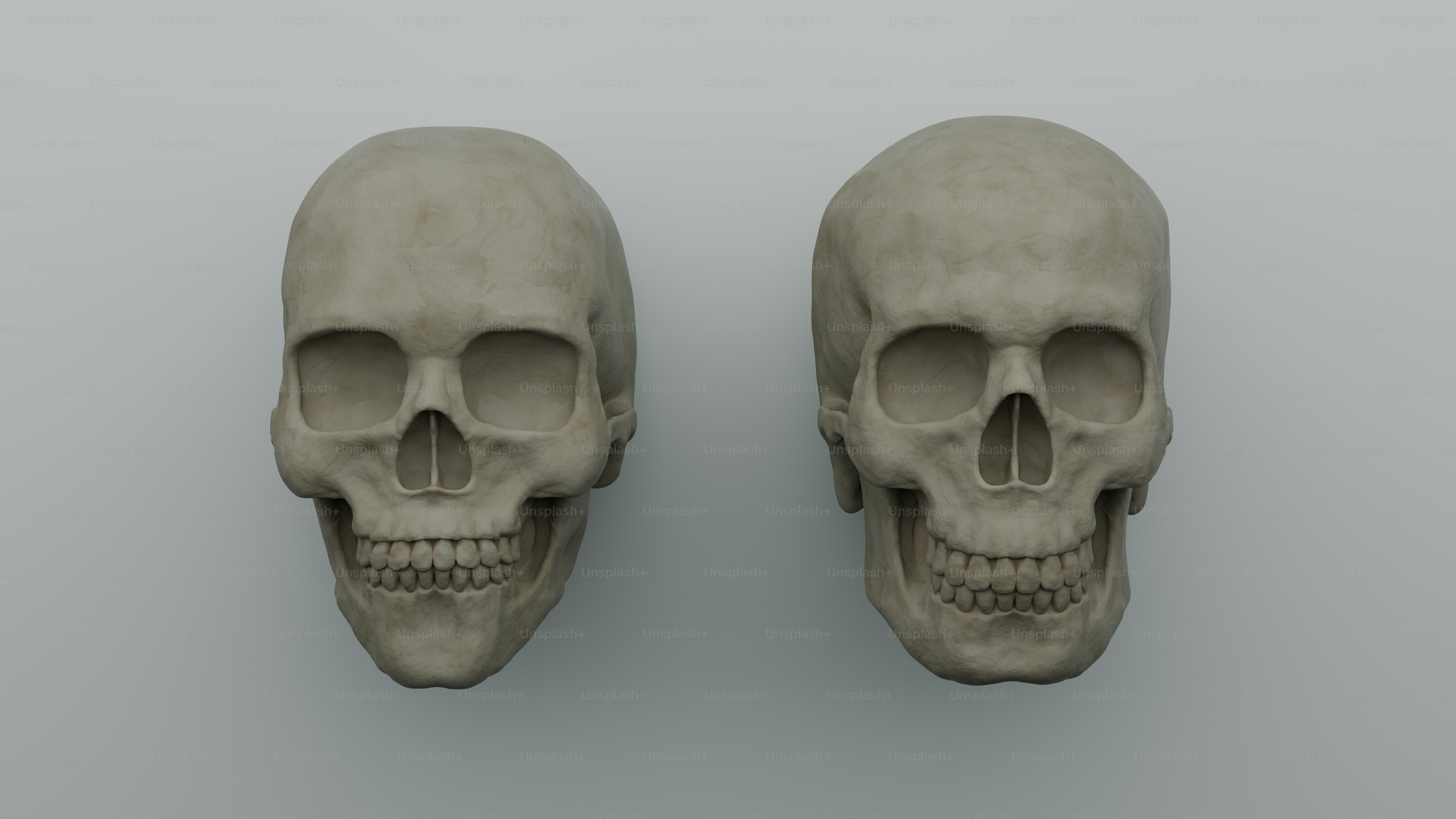 A couple of skulls sitting next to each other