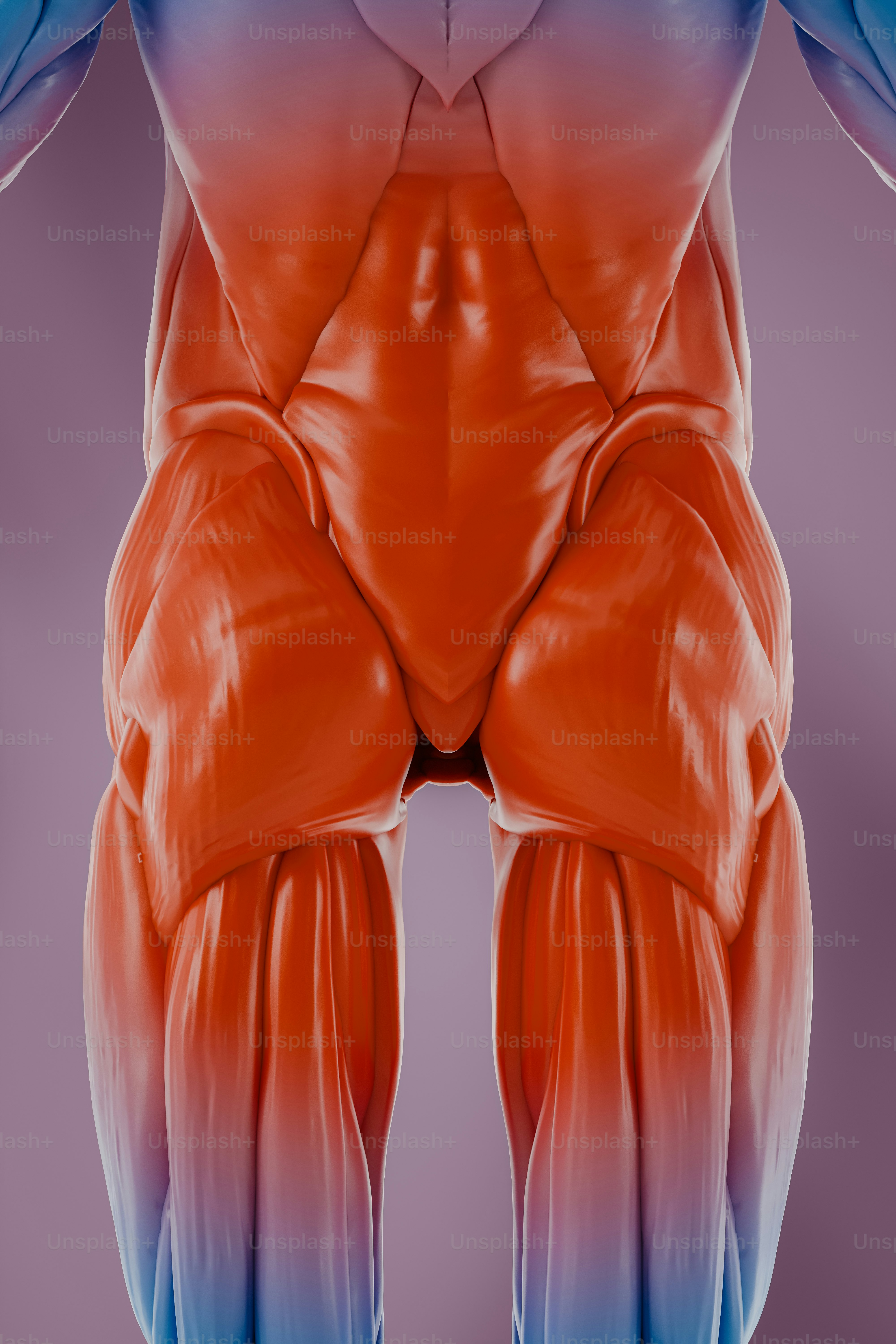 Detailed visualization of the human lower back muscular system. 3D render.