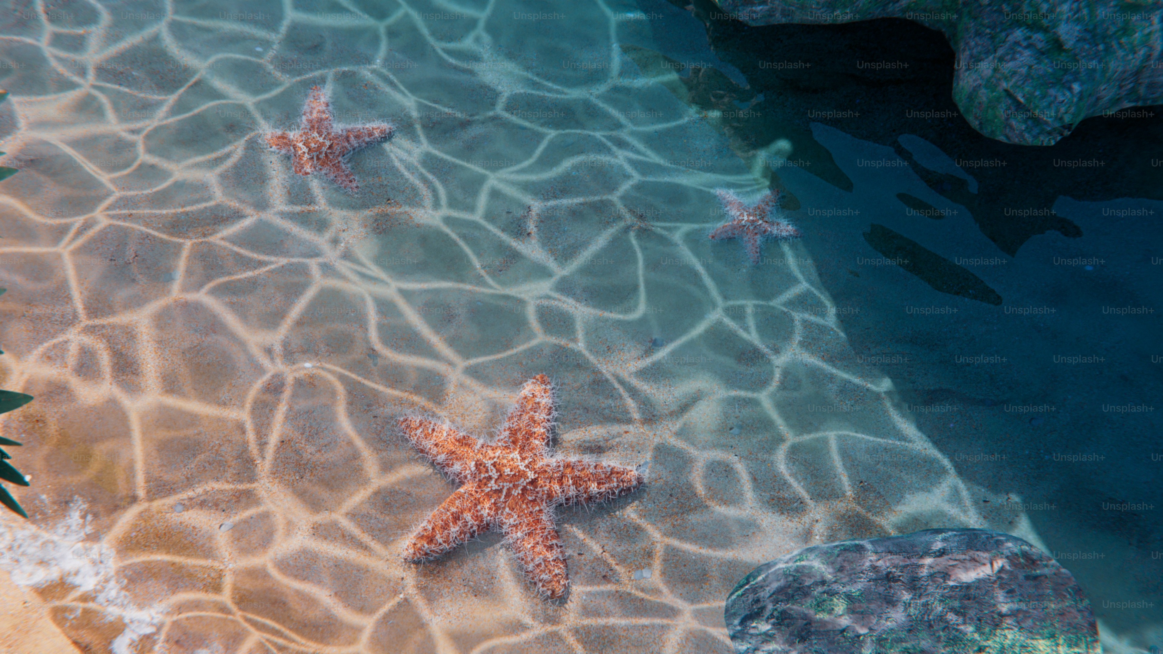 A group of starfishs are swimming in the water