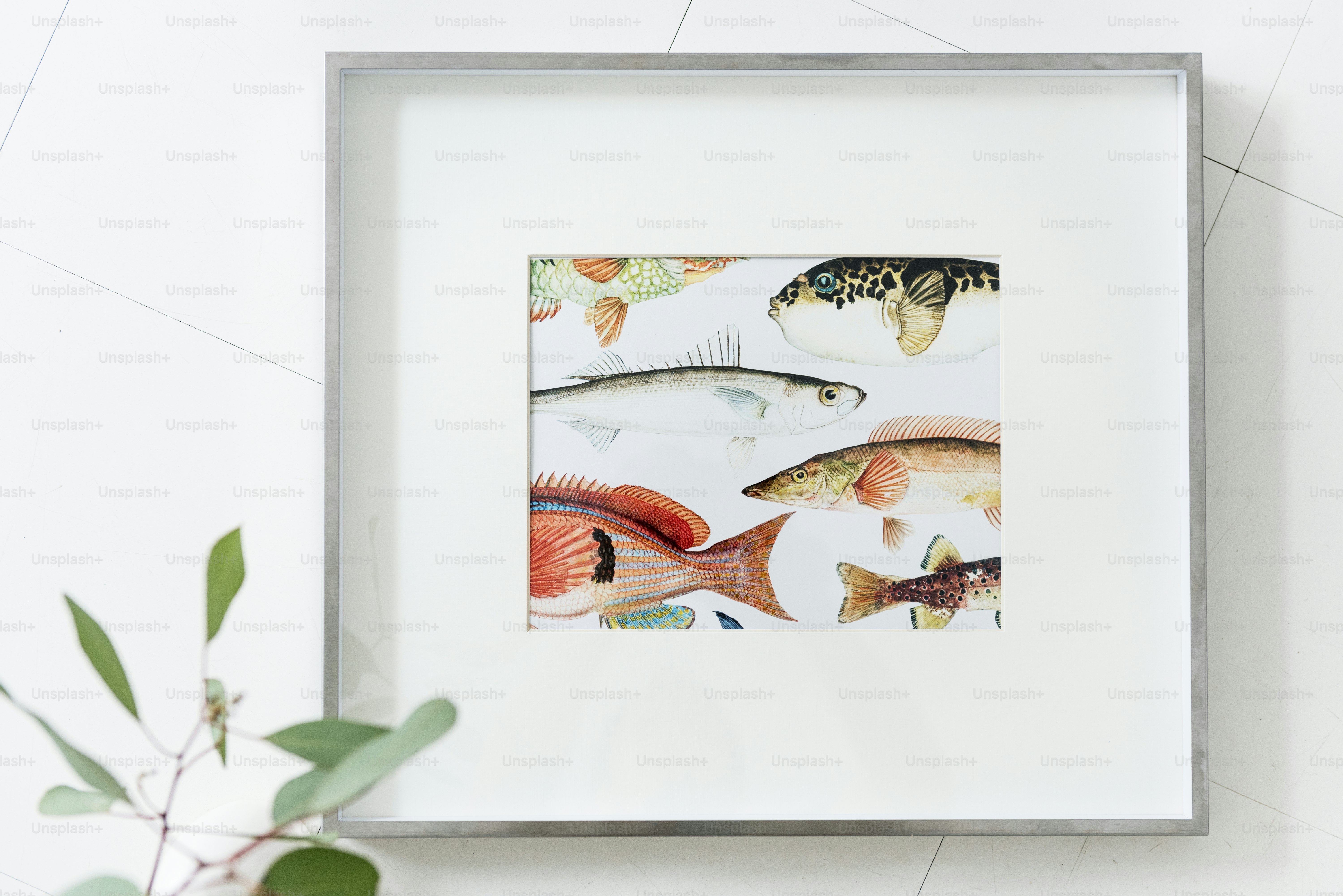 물고기의 사진 프레임