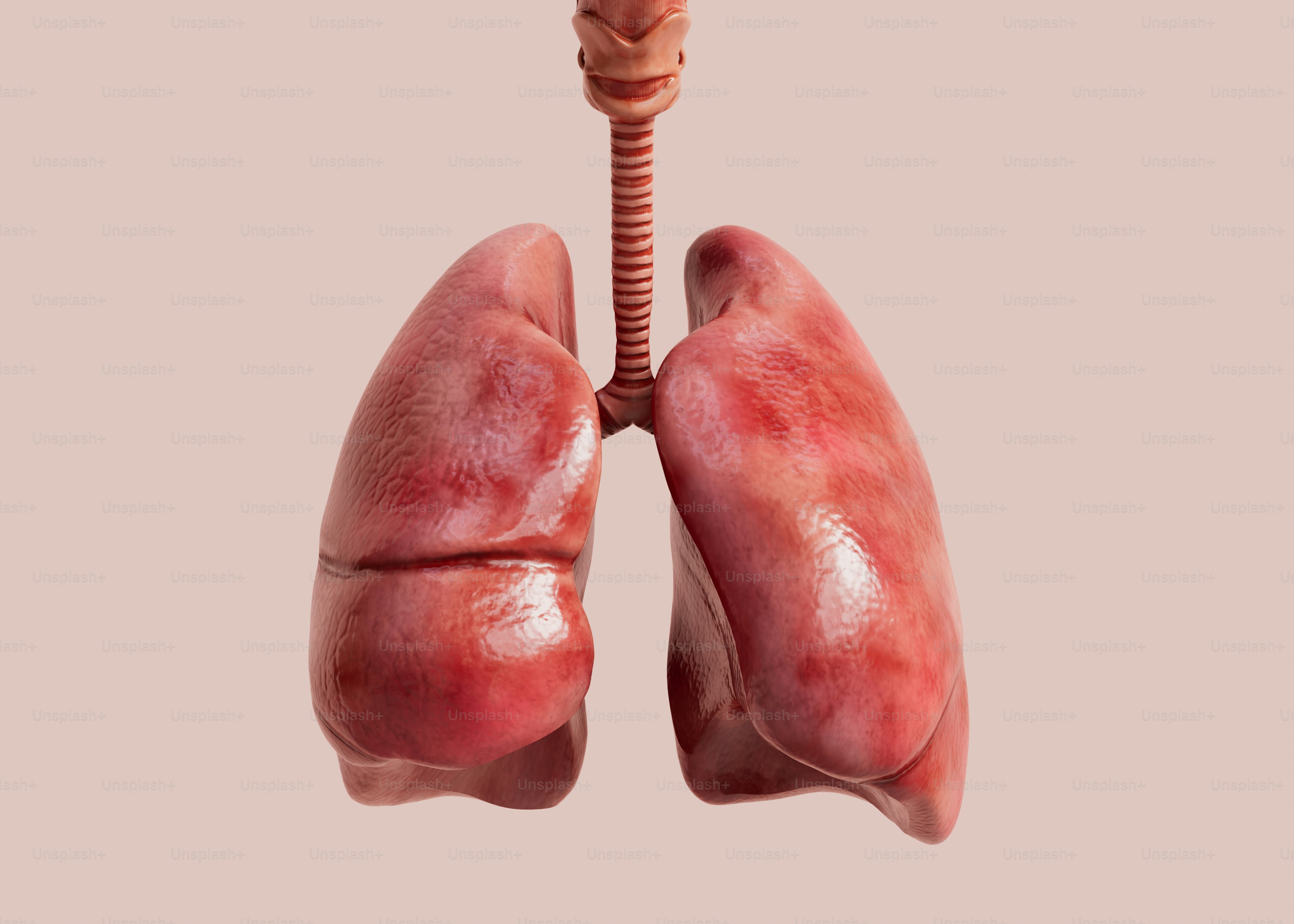 lungs