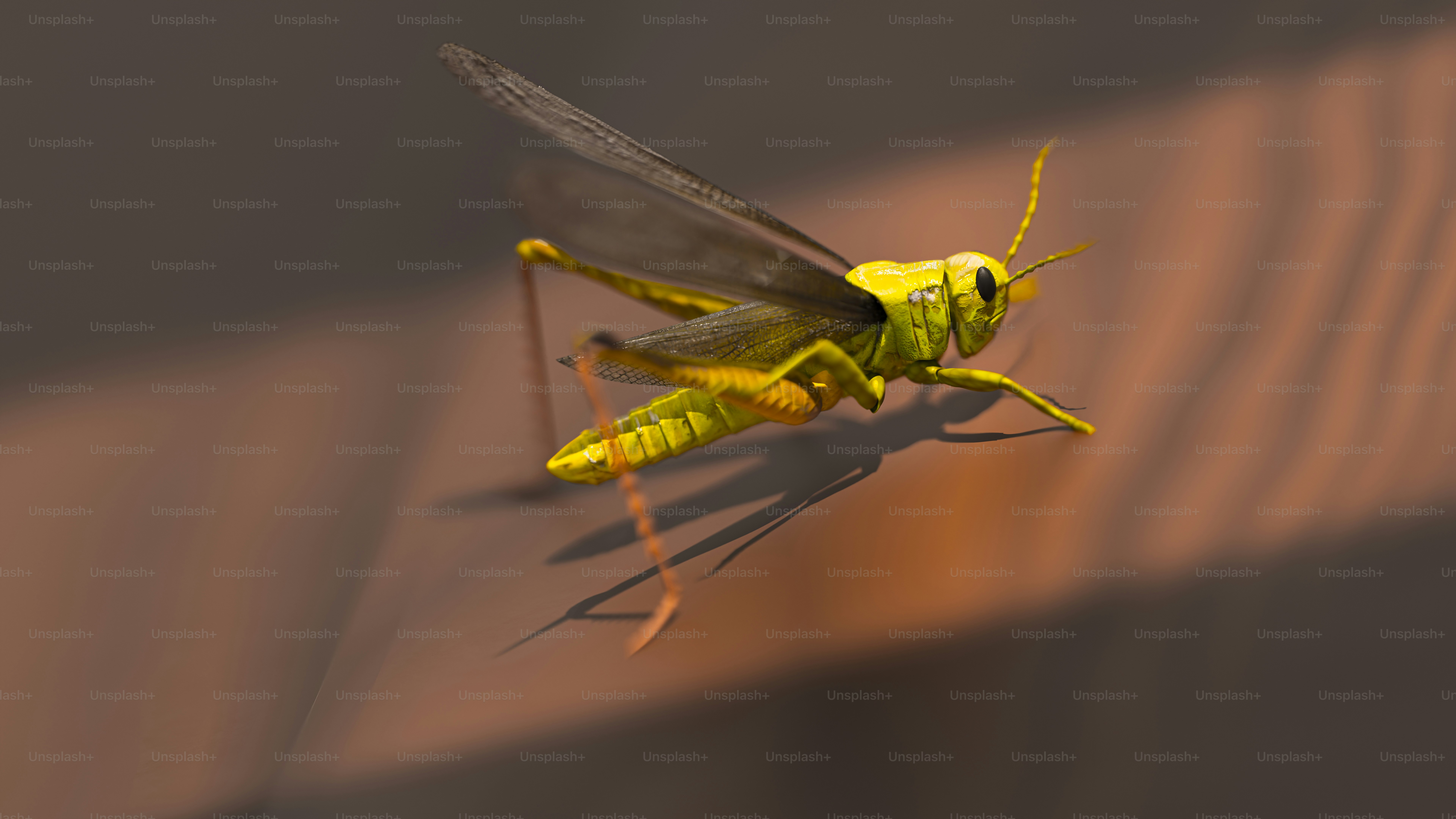 A close up of a yellow insect on a wall