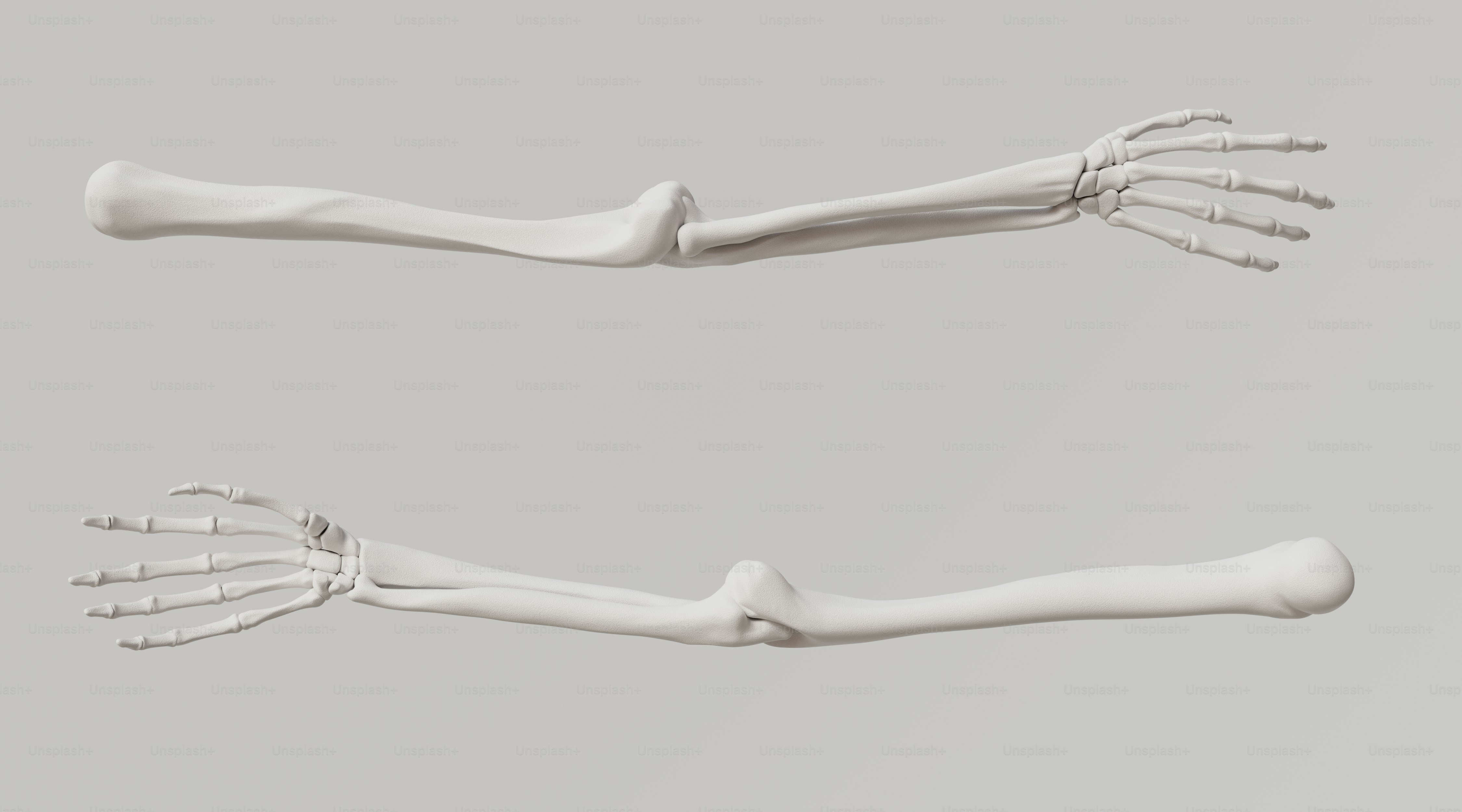 A 3D image of a skeleton's arm and hand