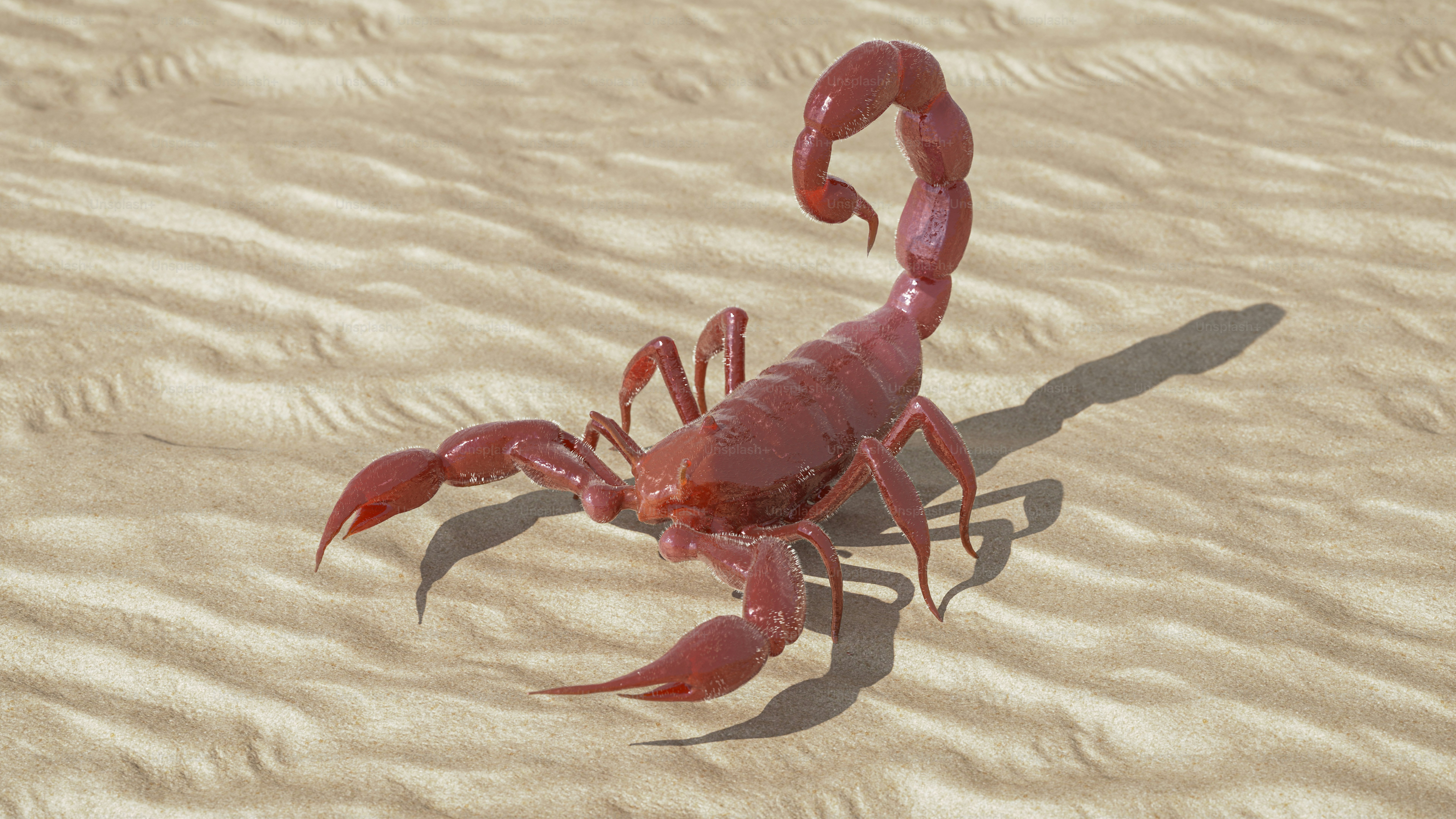 A red crab standing on top of a sandy beach
