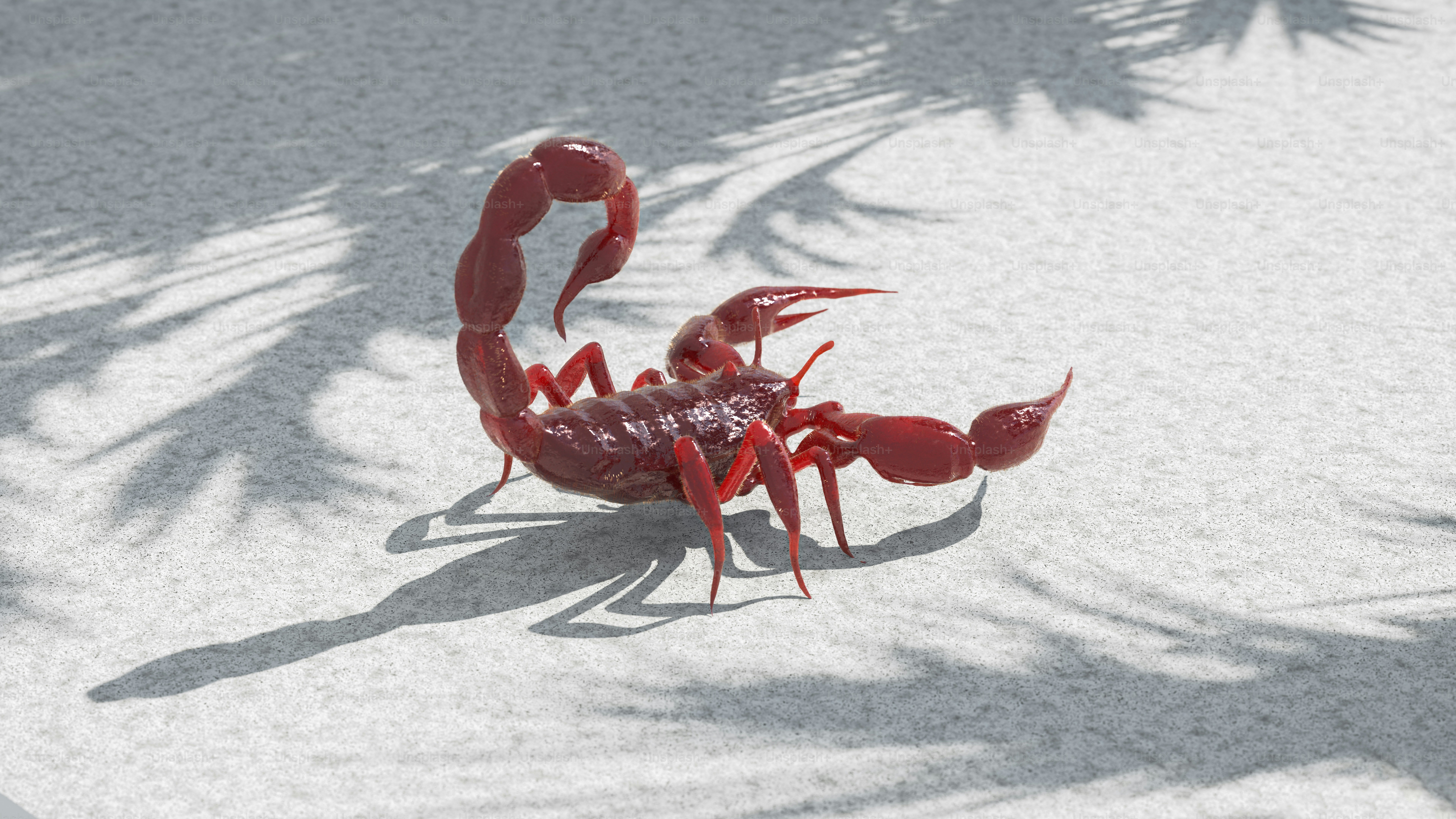A red crab sitting on top of a sandy beach