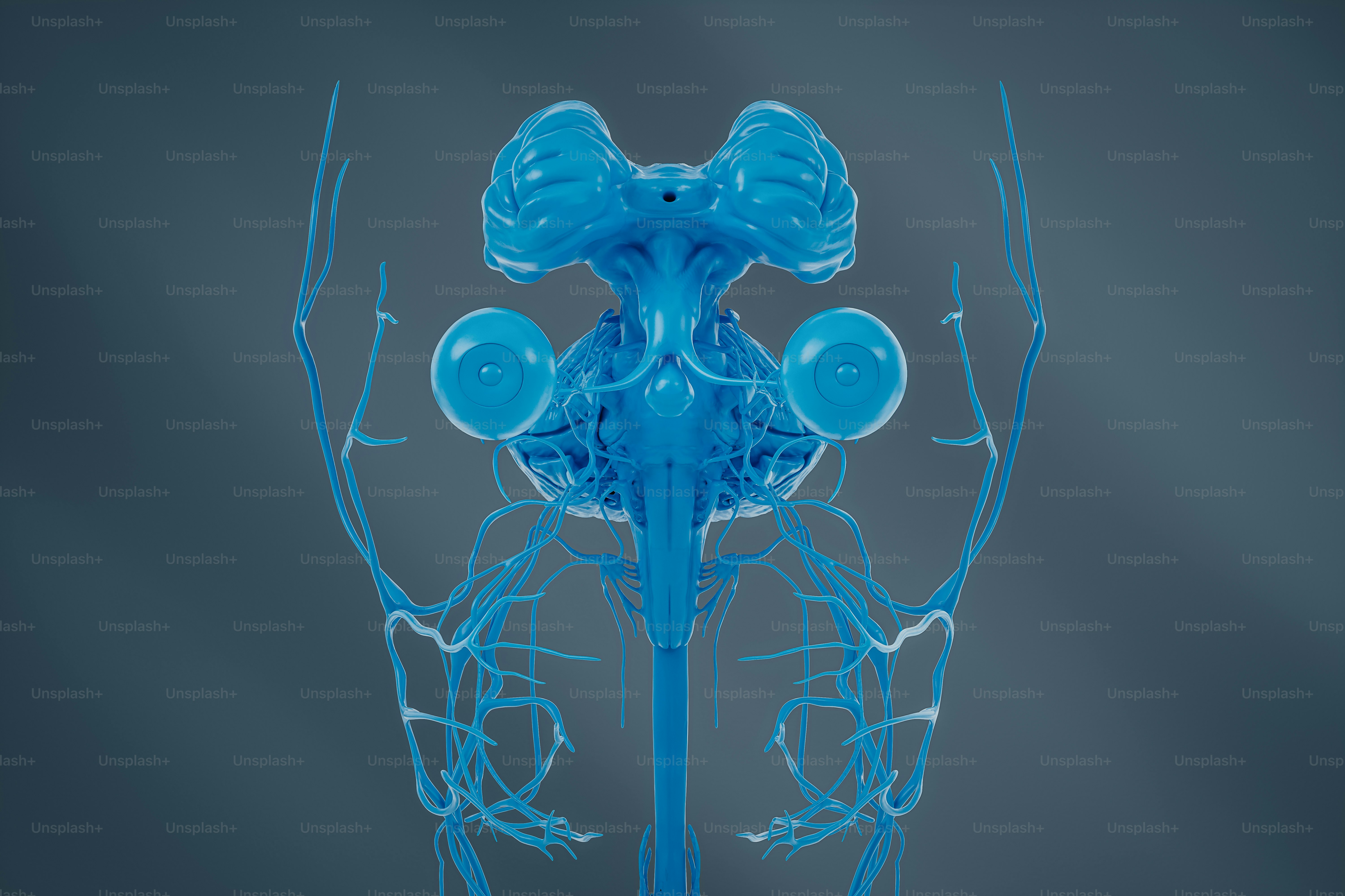 premium_photo-1722987895263-fc1f89570b31?ixid=M3wxMjA3fDB8MXxzZWFyY2h8MXx8bGFuZ2xleSUyMG5ldXJvZmVlZGJhY2t8ZW58MHx8fHwxNzU1Mzg0OTY4fDA\u0026ixlib=rb-4.1.0