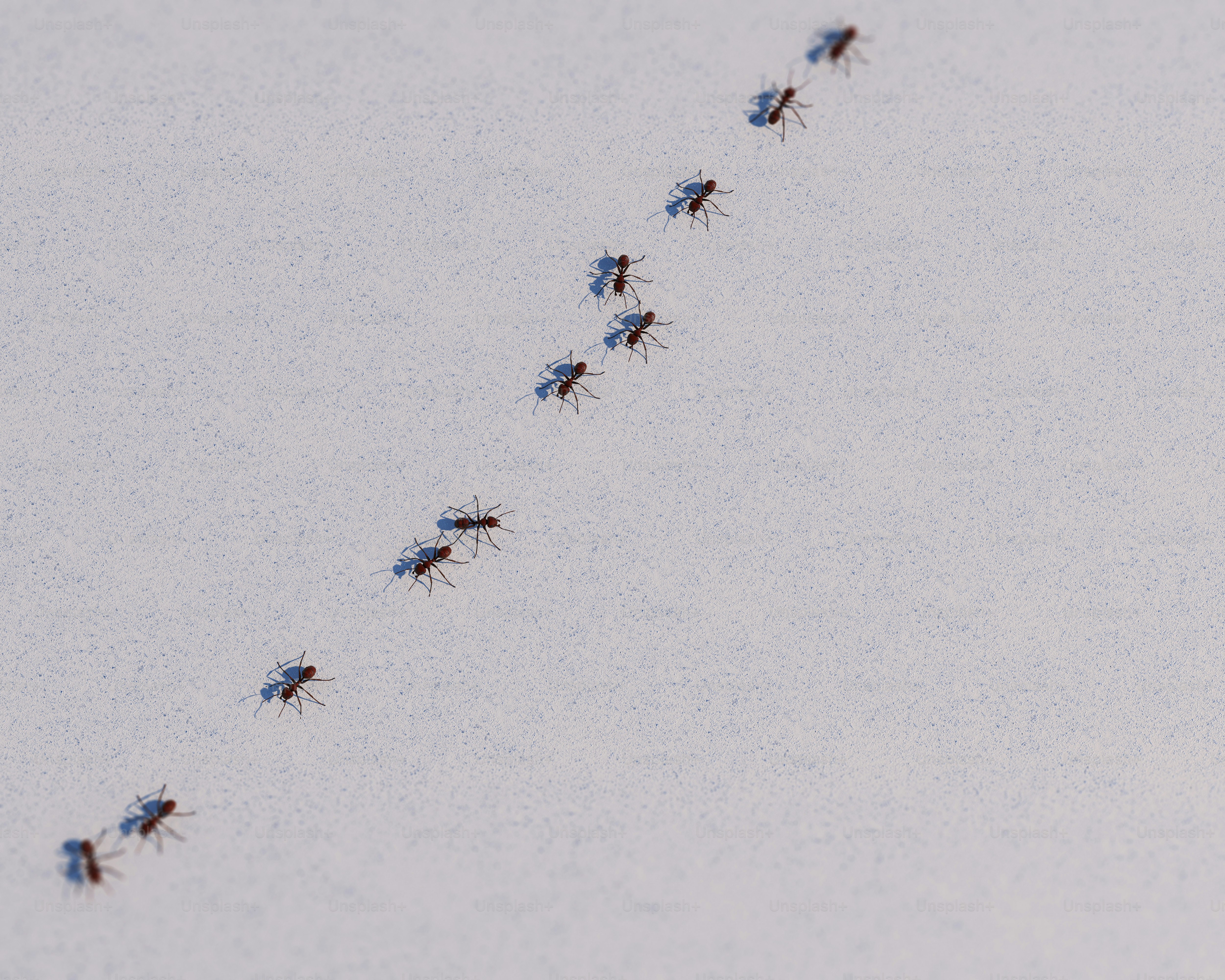 A long line of birds flying in the sky