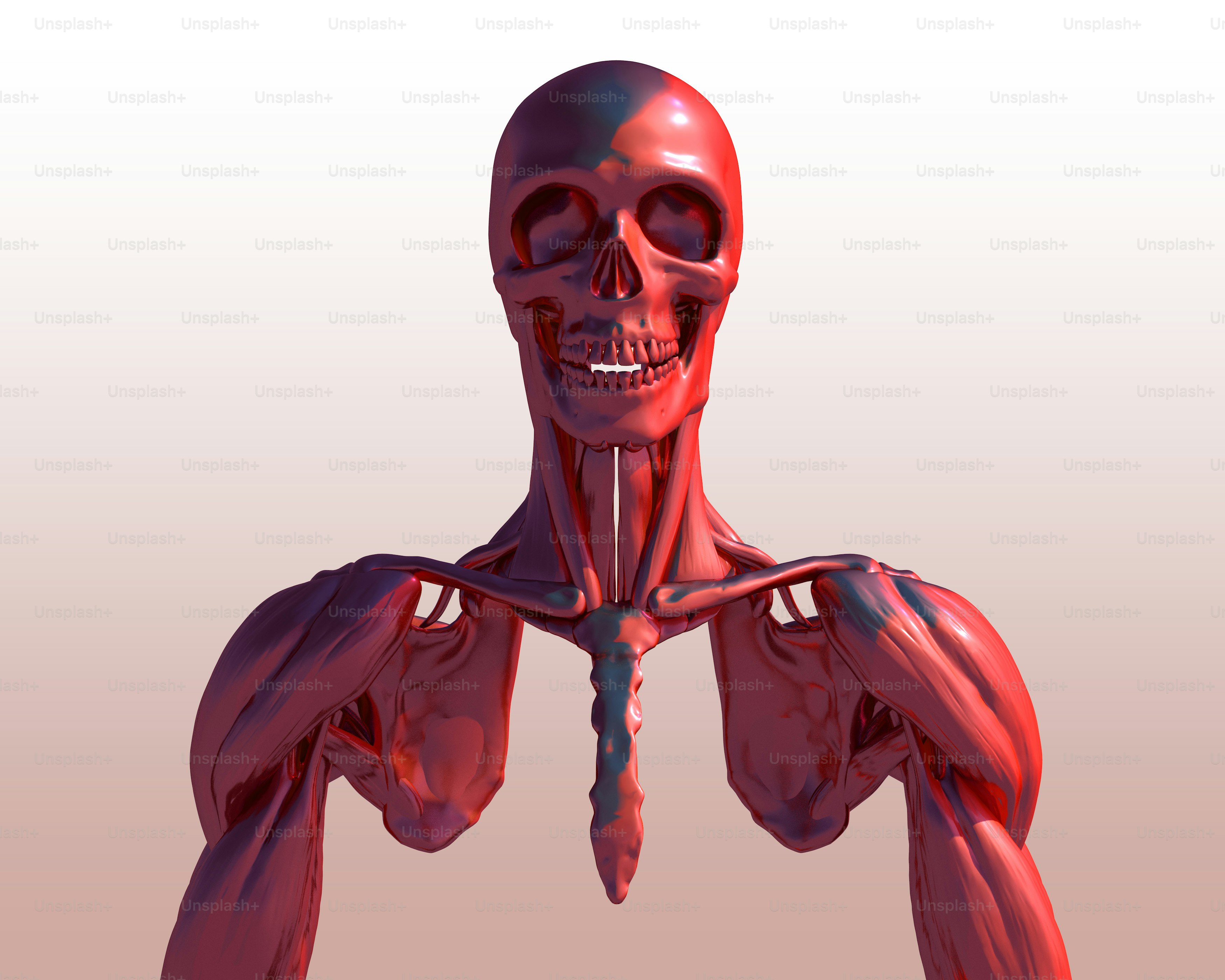 Une image générée par ordinateur d’un corps humain