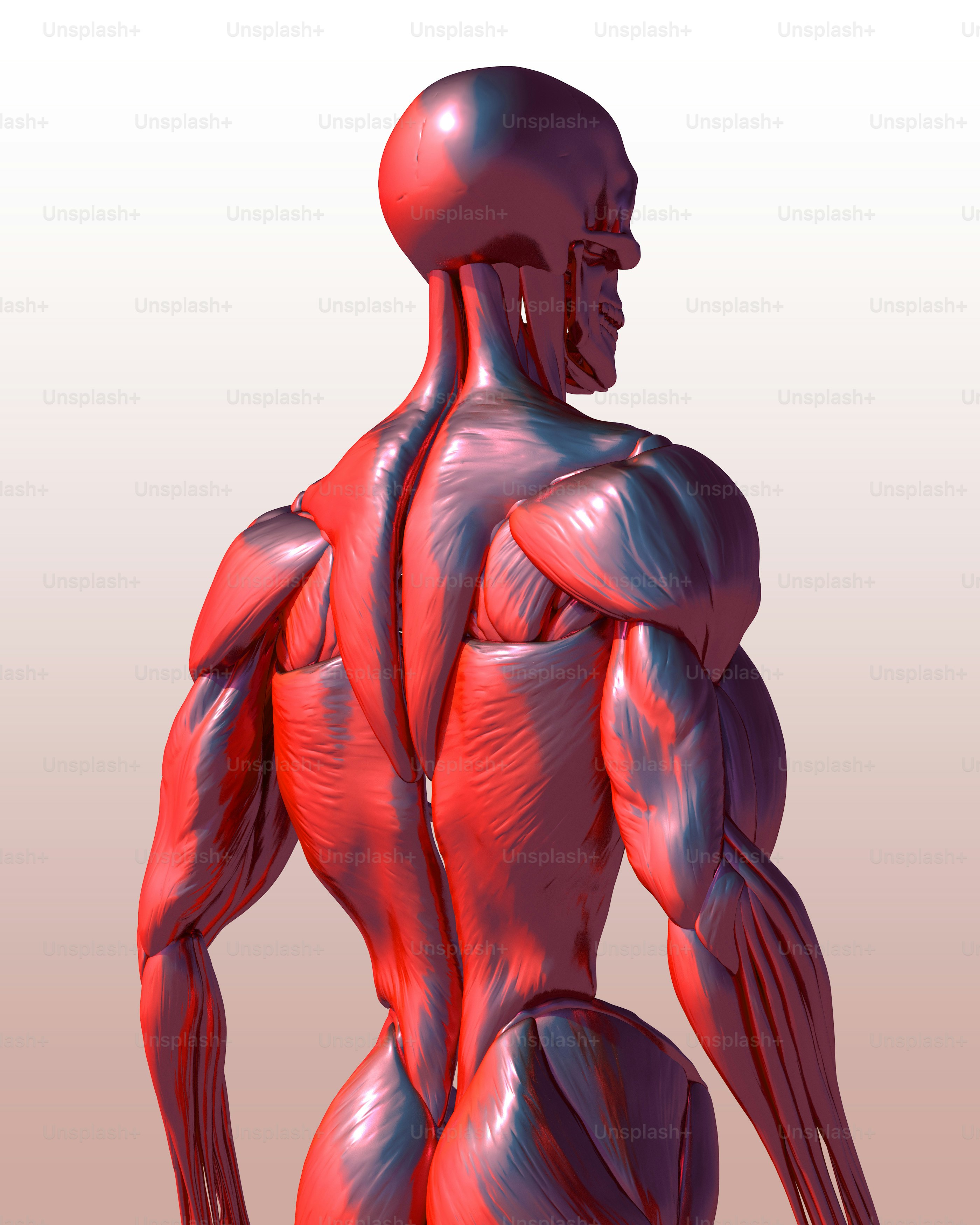 Ein 3D-Bild eines menschlichen Körpers mit hervorgehobenen Muskeln Foto –  Bild zum Thema Physiotherapie auf Unsplash, image size:3000x3750